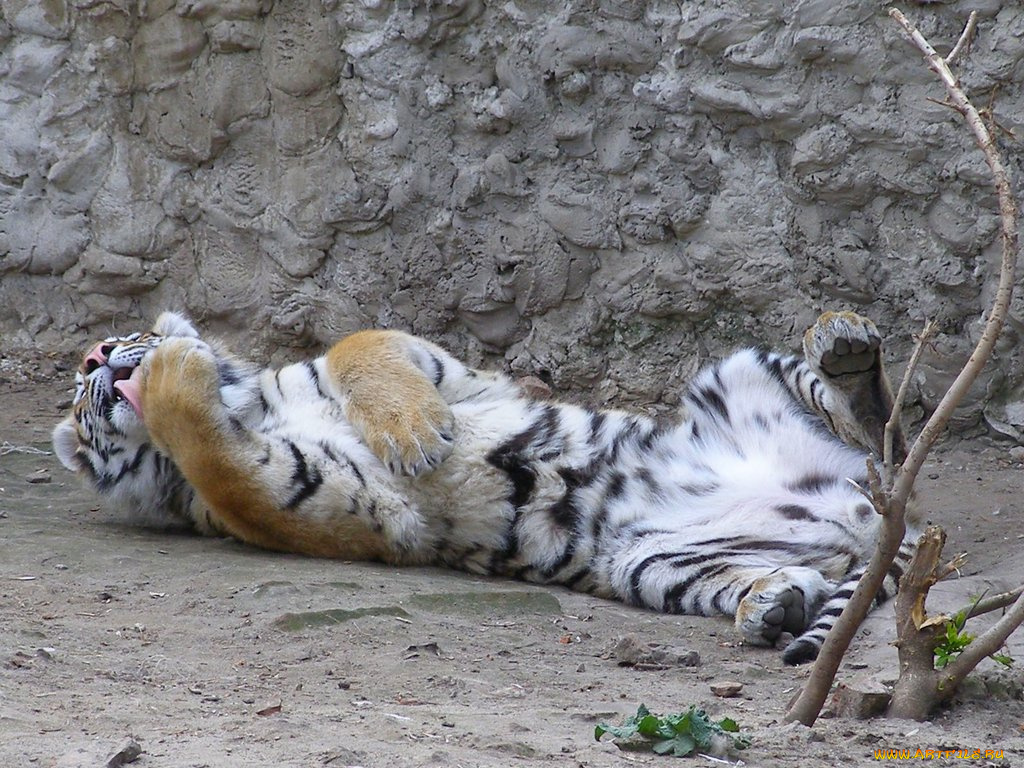 животные, тигры