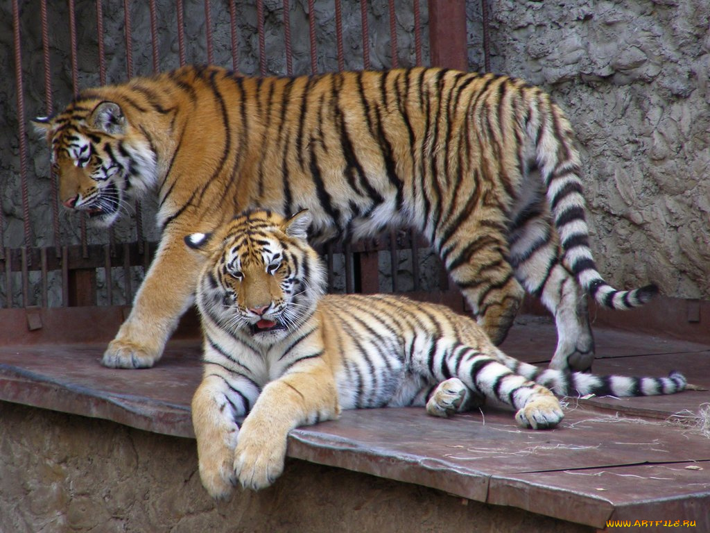 животные, тигры