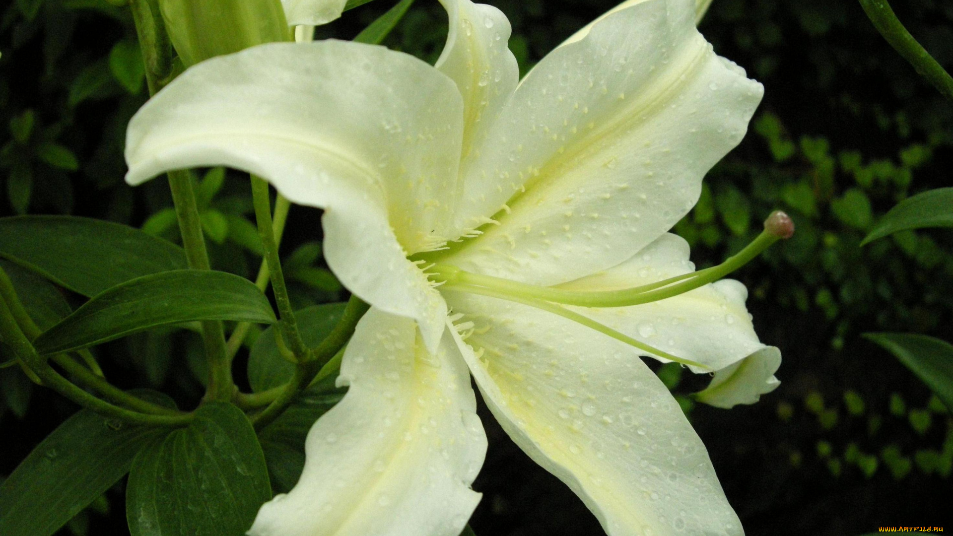 цветы, лилии, лилейники