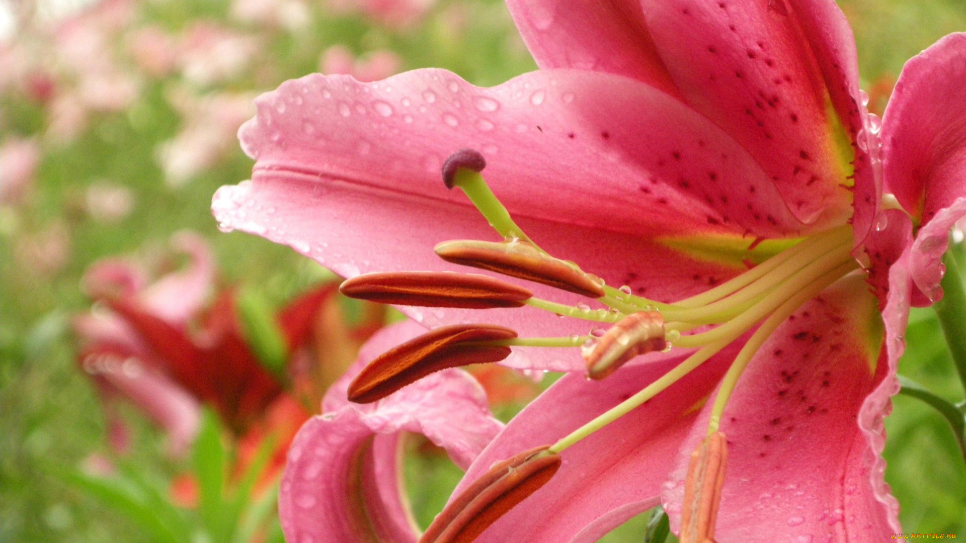 цветы, лилии, лилейники