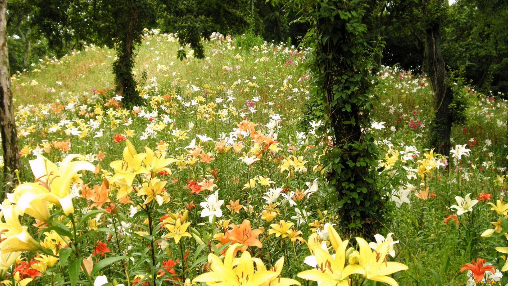 цветы, лилии, лилейники