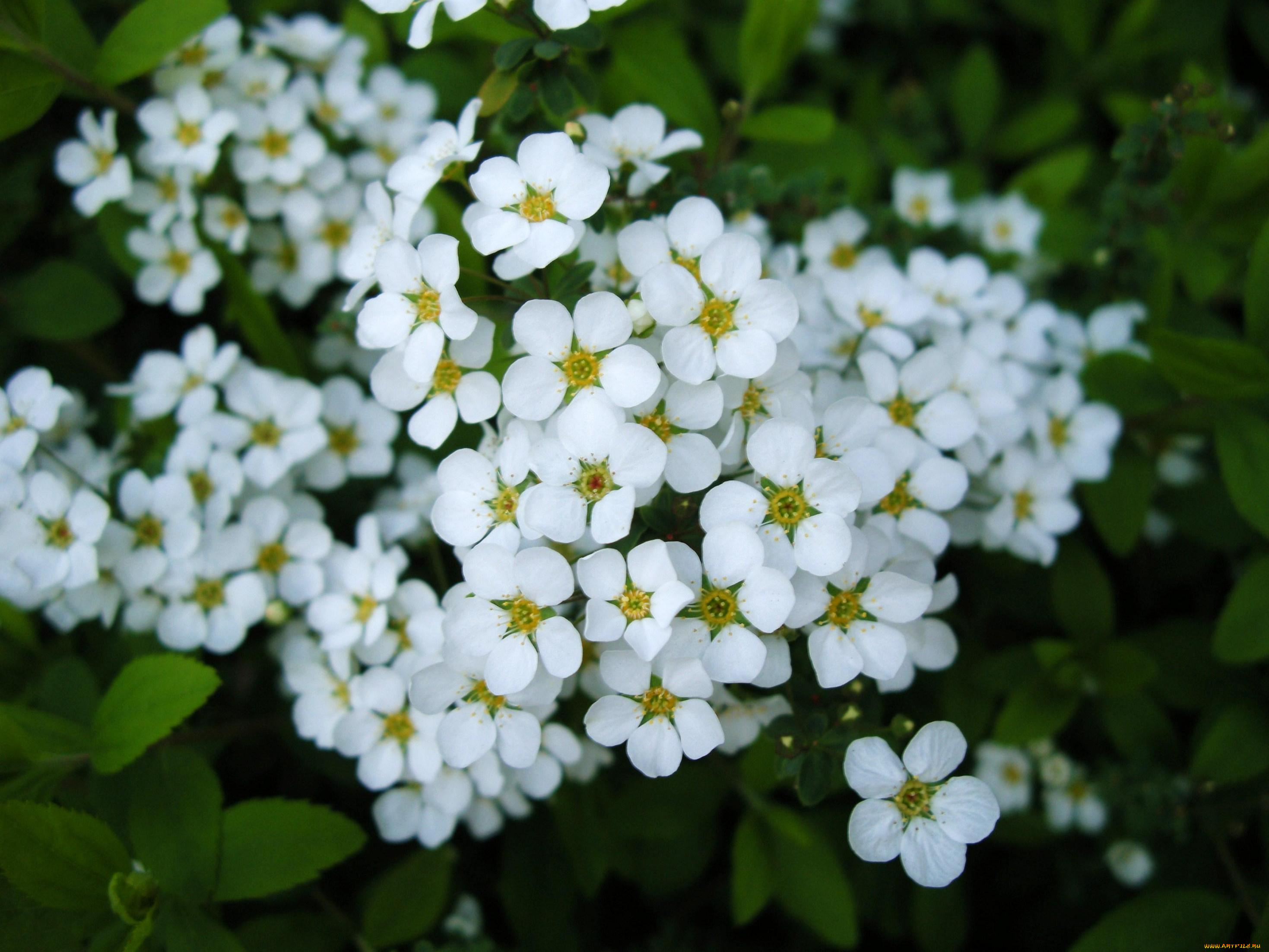 цветы, цветущие, деревья, кустарники