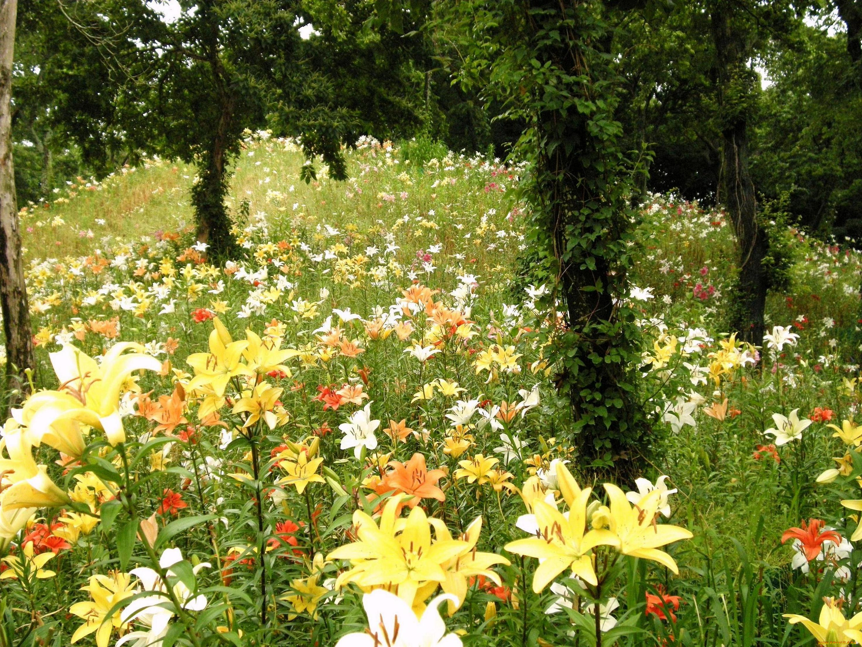 цветы, лилии, лилейники