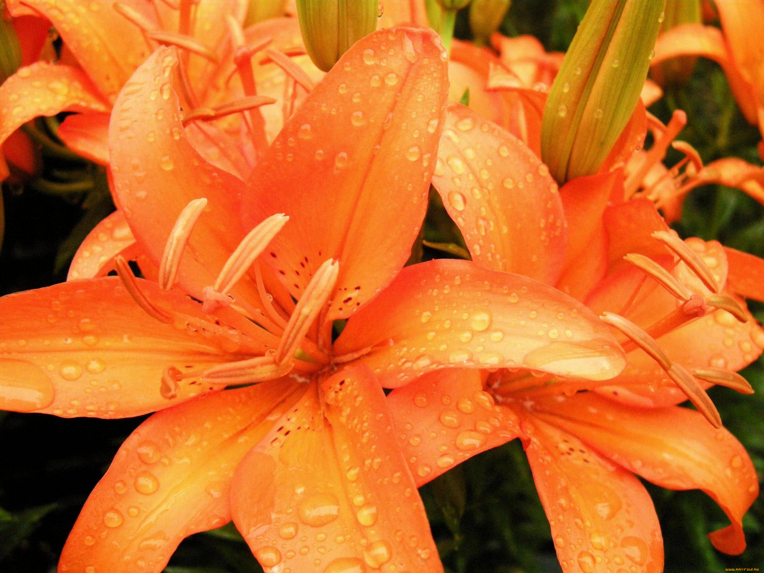 цветы, лилии, лилейники