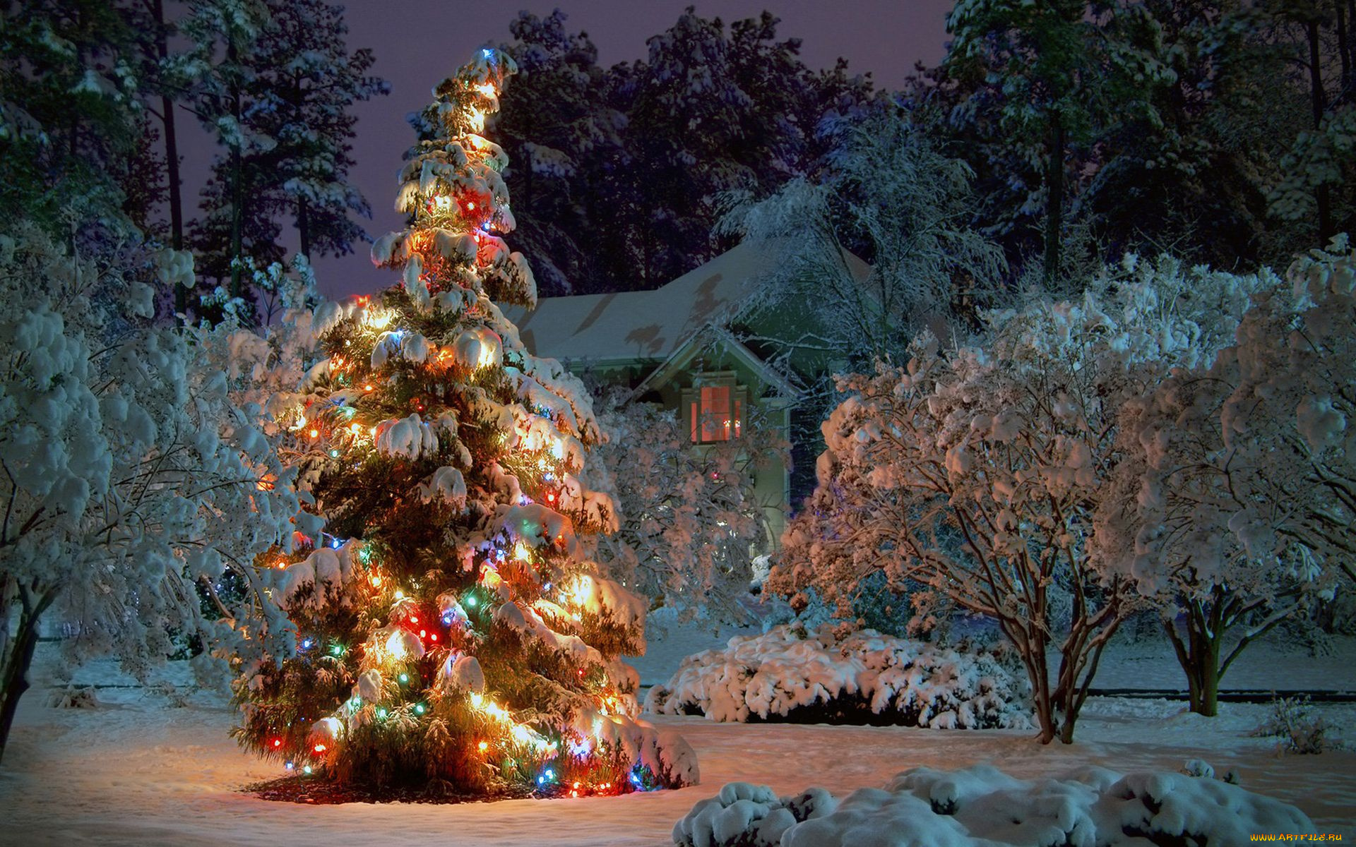 праздничные, Ёлки, зима, деревья, снег