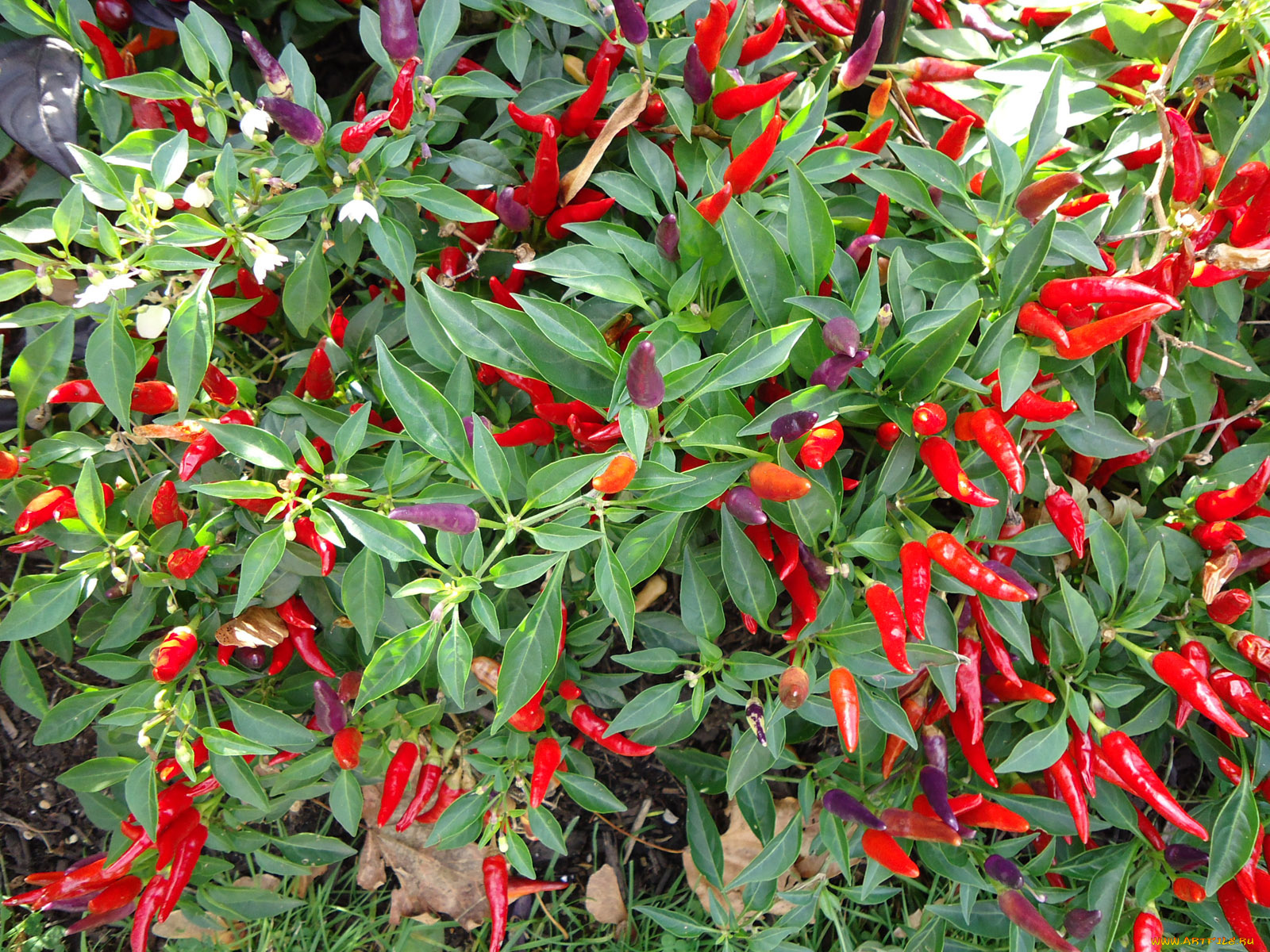 природа, плоды, перец