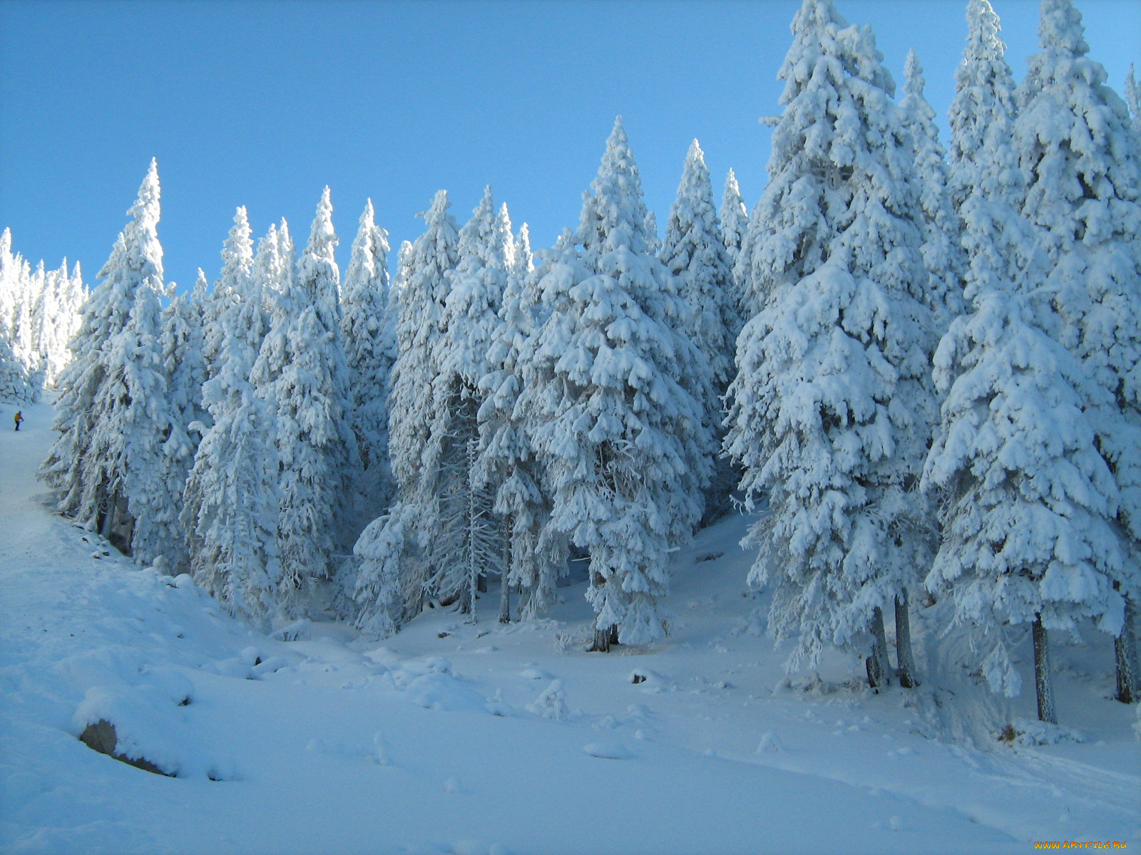 природа, зима, снег, деревья