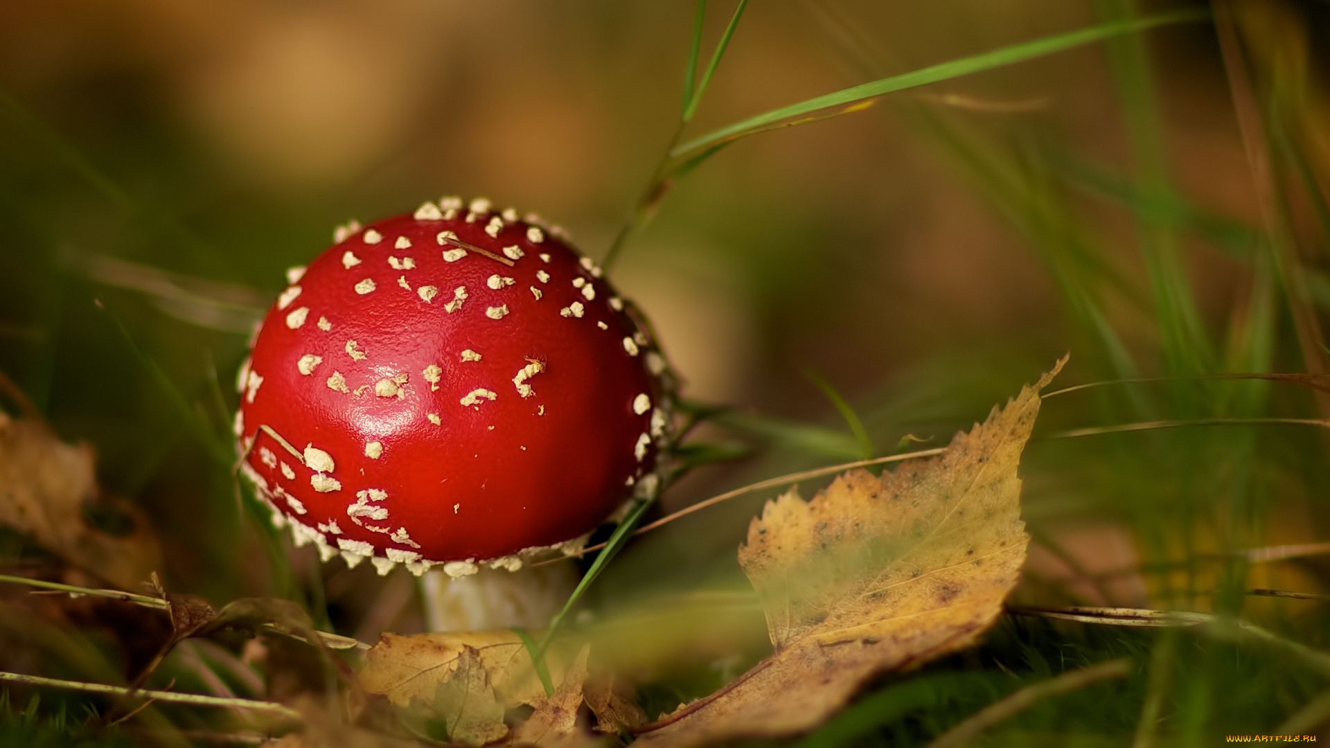 природа, грибы, мухомор, гриб, листья, трава