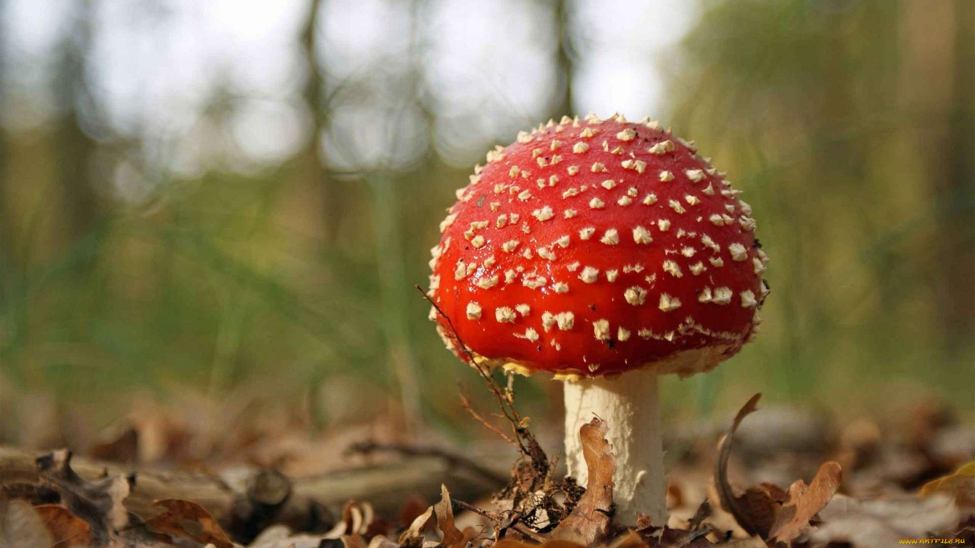 природа, грибы, мухомор, листья, гриб