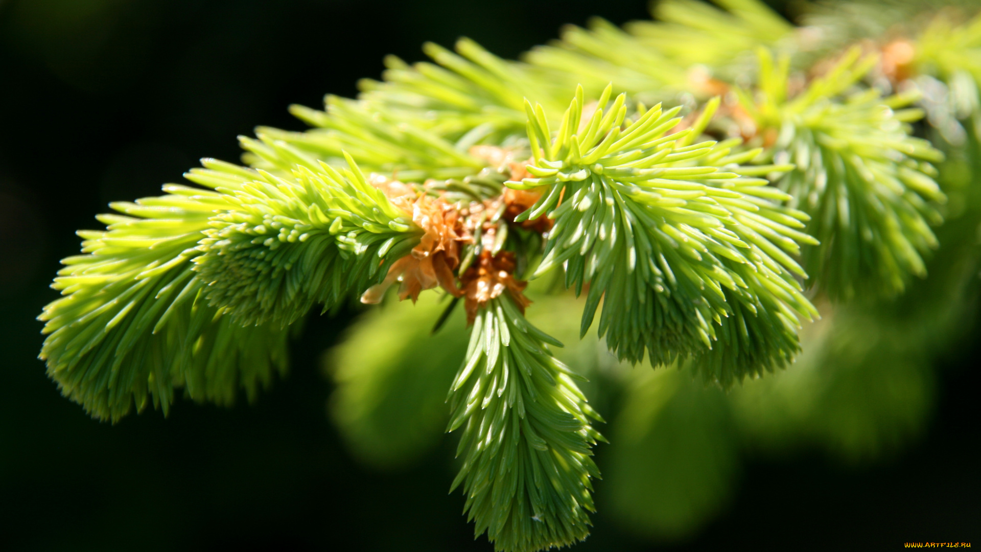природа, макро, ветка, хвоя, лапа, пихта, иголки