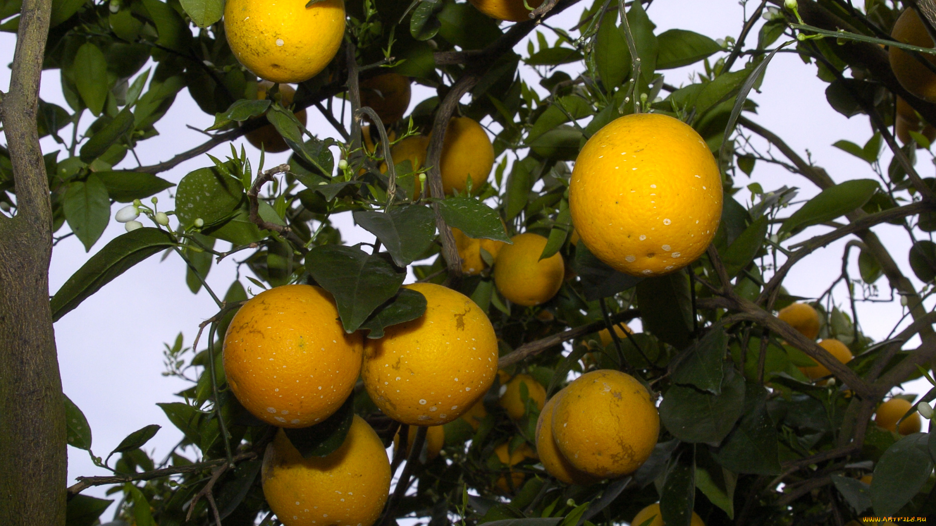 природа, плоды, апельсины