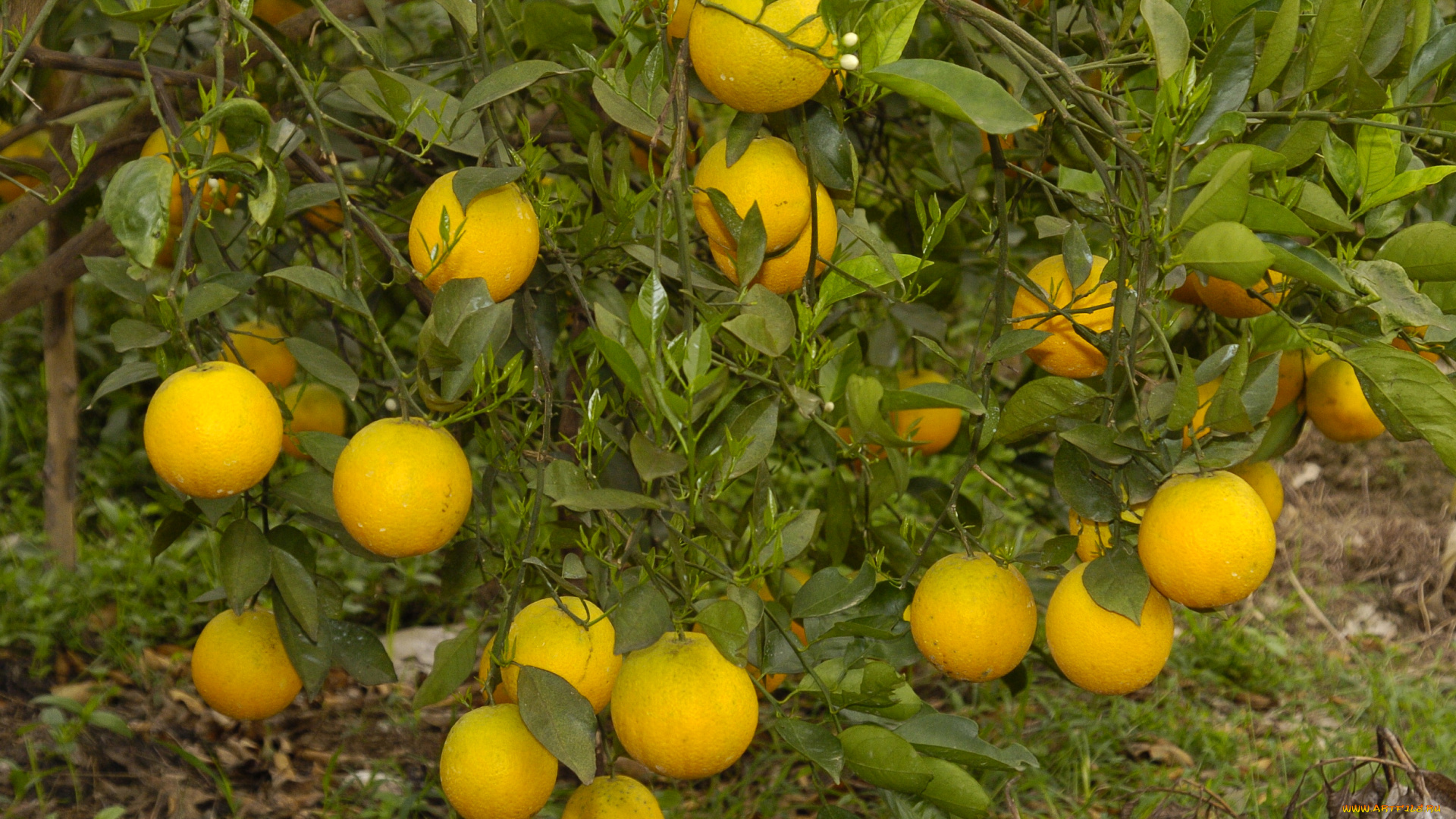 природа, плоды, апельсины