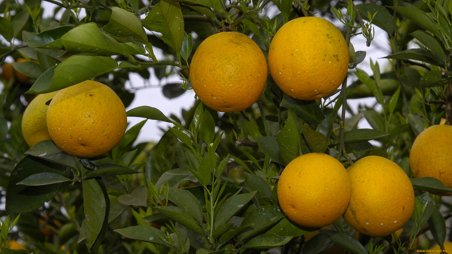 природа, плоды, апельсины