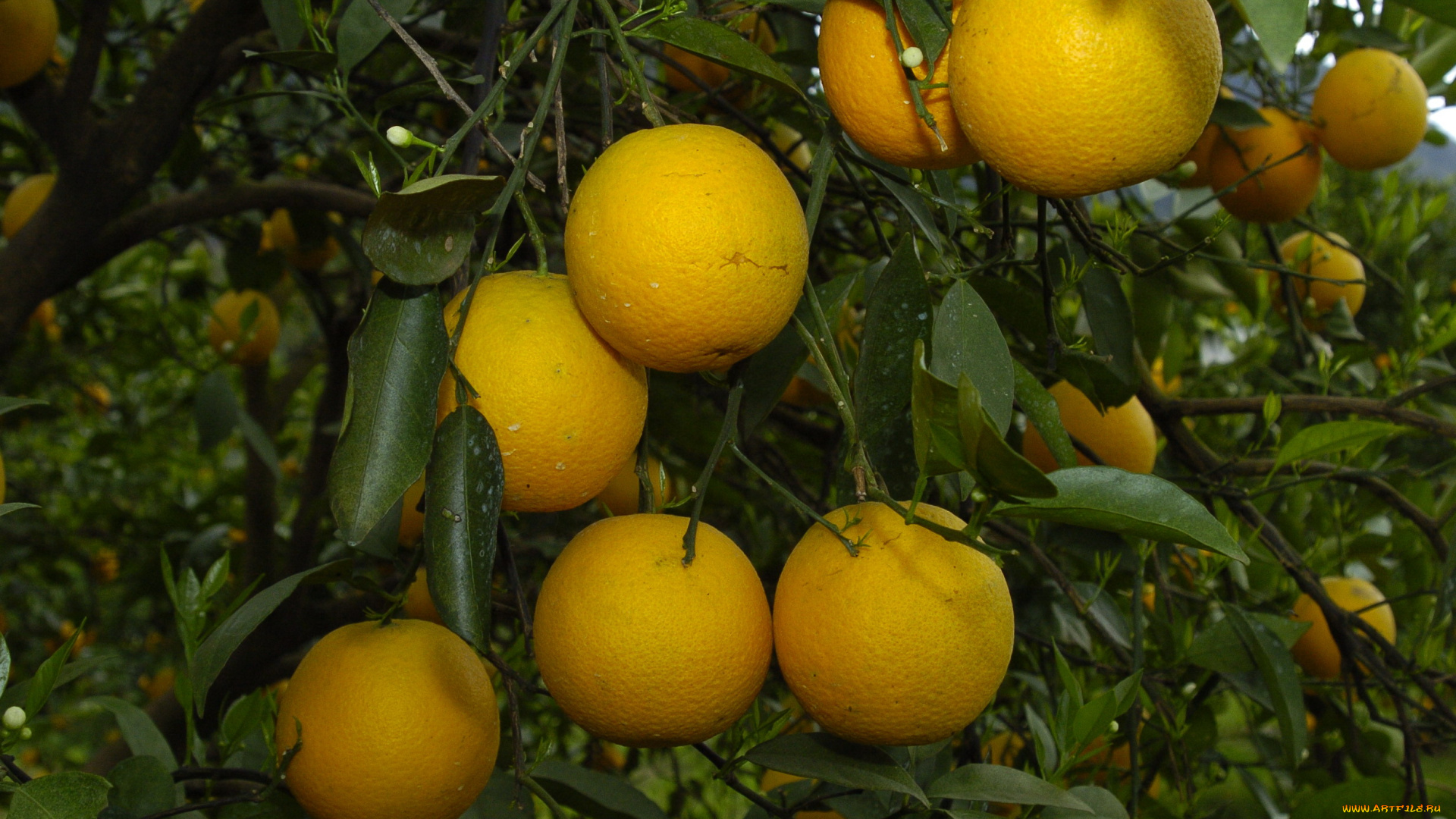природа, плоды, апельсины