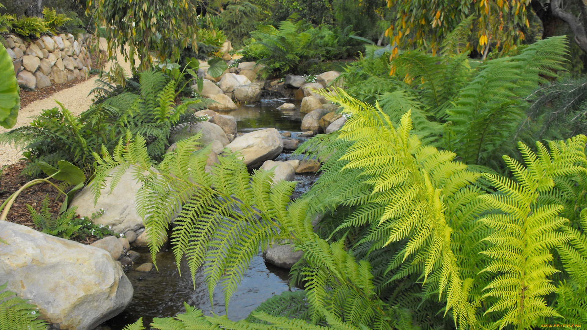 природа, реки, озера, папоротник, камни, ручей