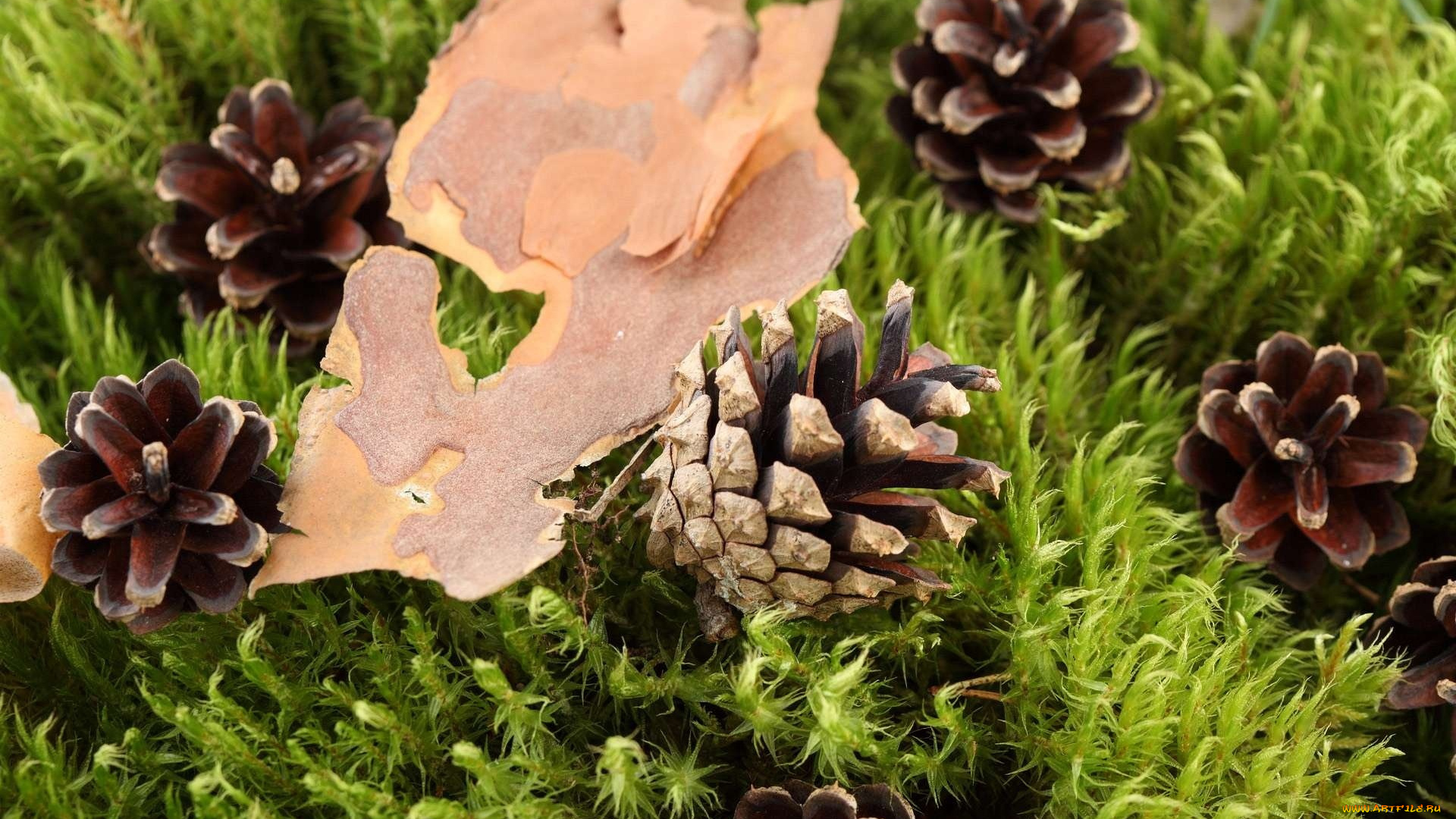 природа, шишки, жёлуди, каштаны, кора, трава