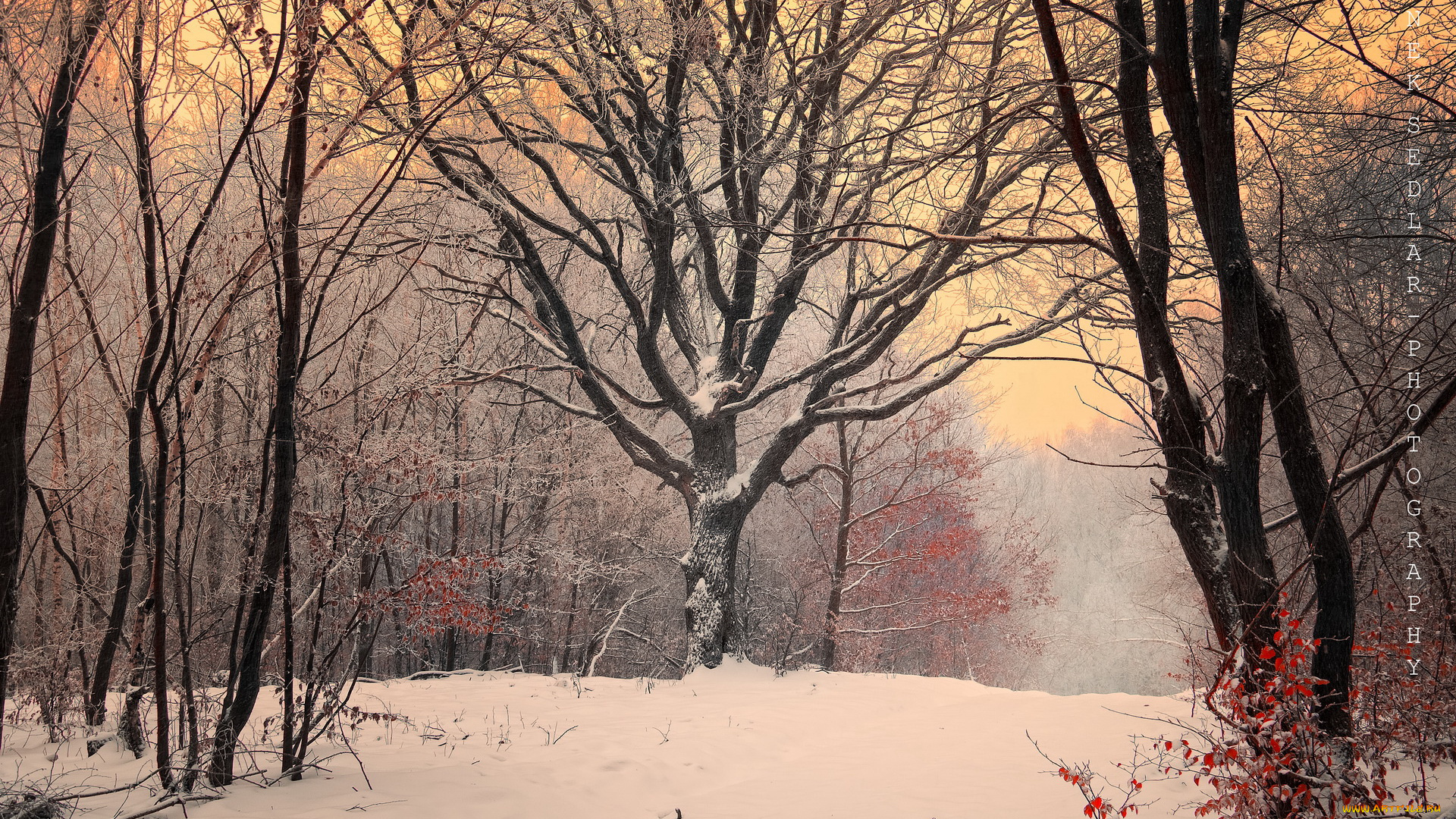 природа, зима, снег, лес