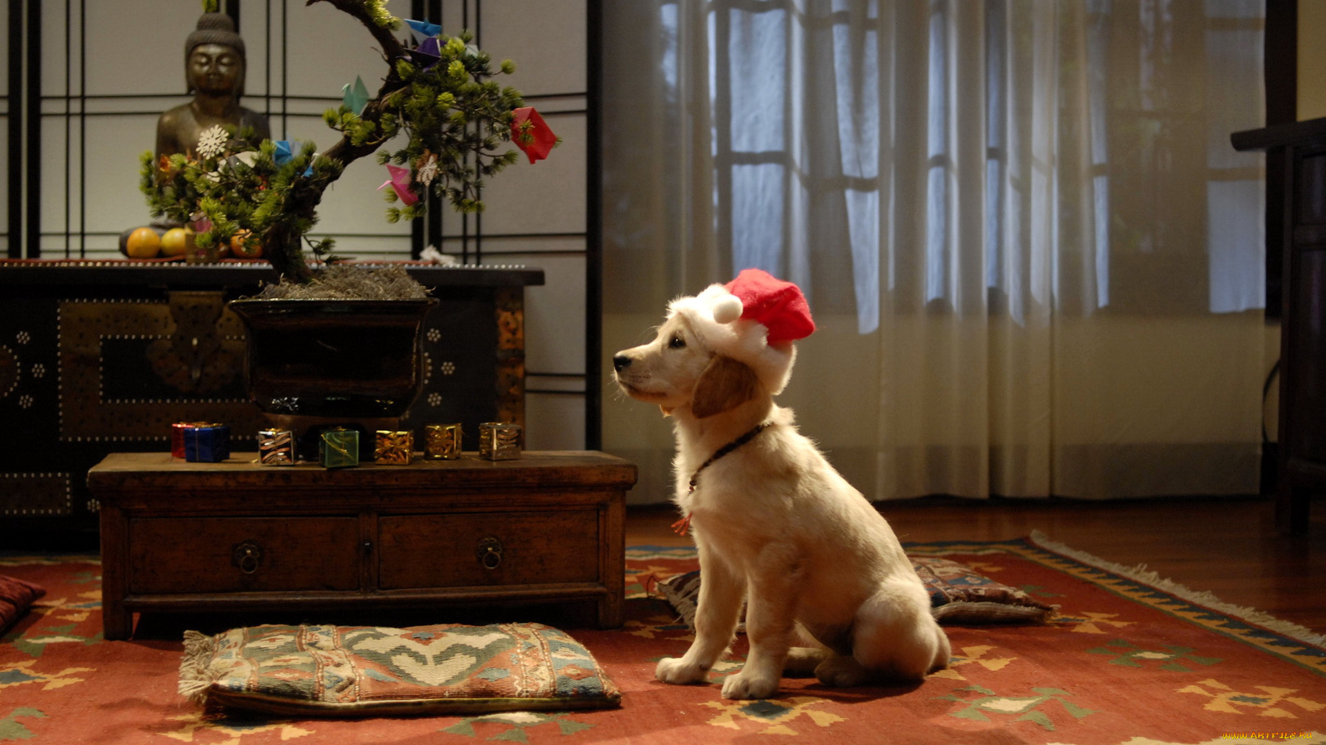 животные, собаки, новый, год, собака