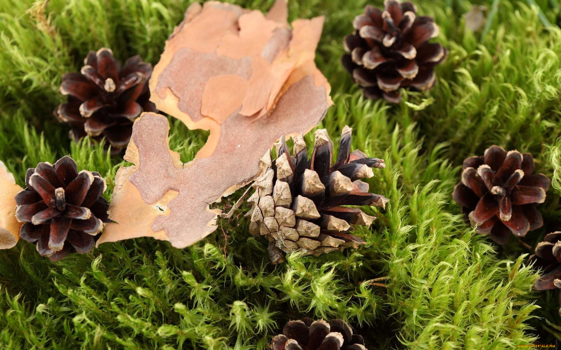 природа, шишки, жёлуди, каштаны, кора, трава