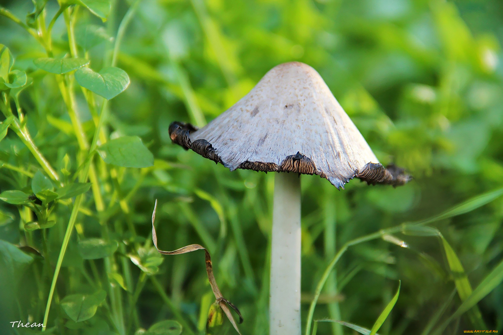 природа, грибы, грибок