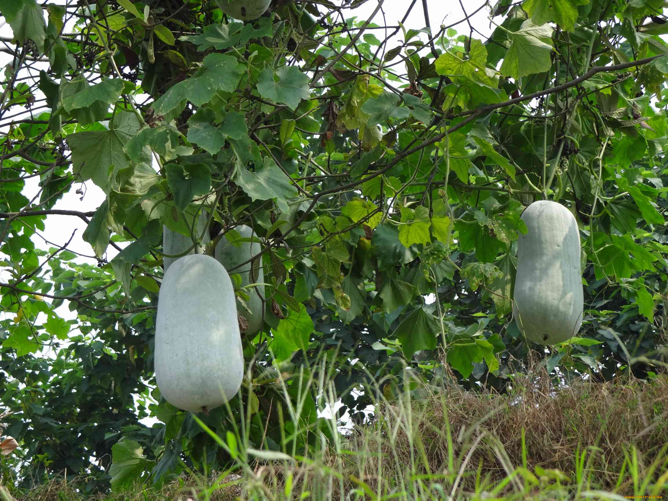 природа, плоды, тыквы