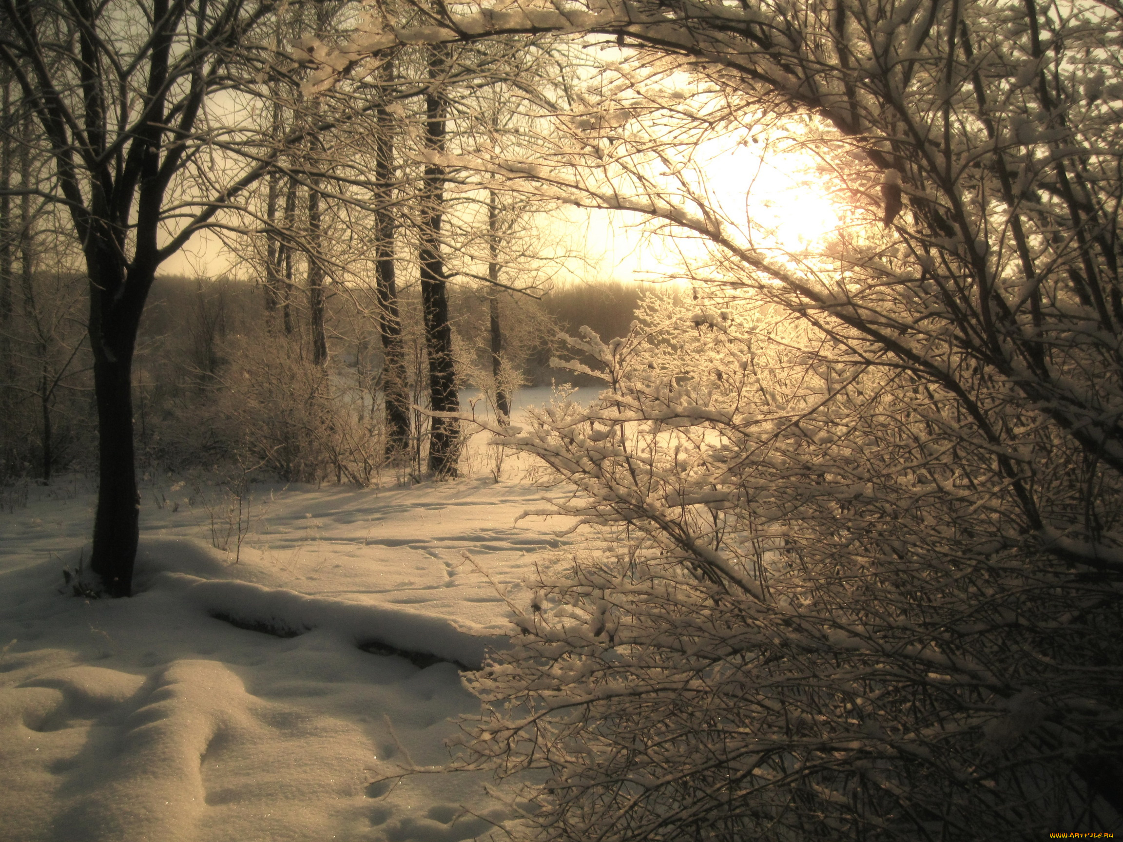 природа, зима, снег, деревья