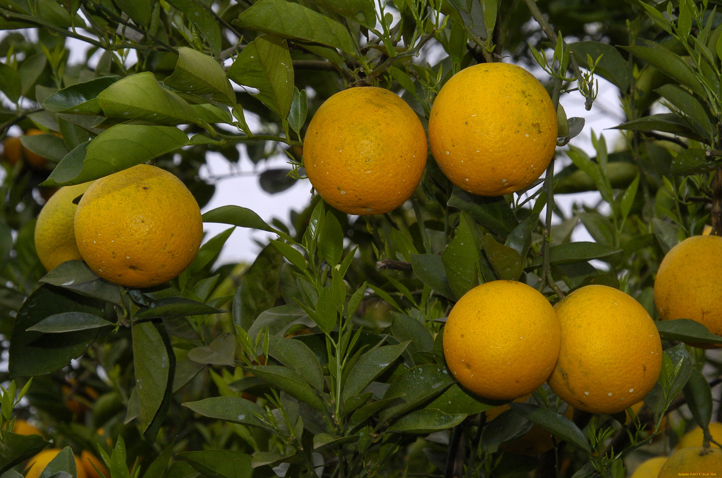природа, плоды, апельсины