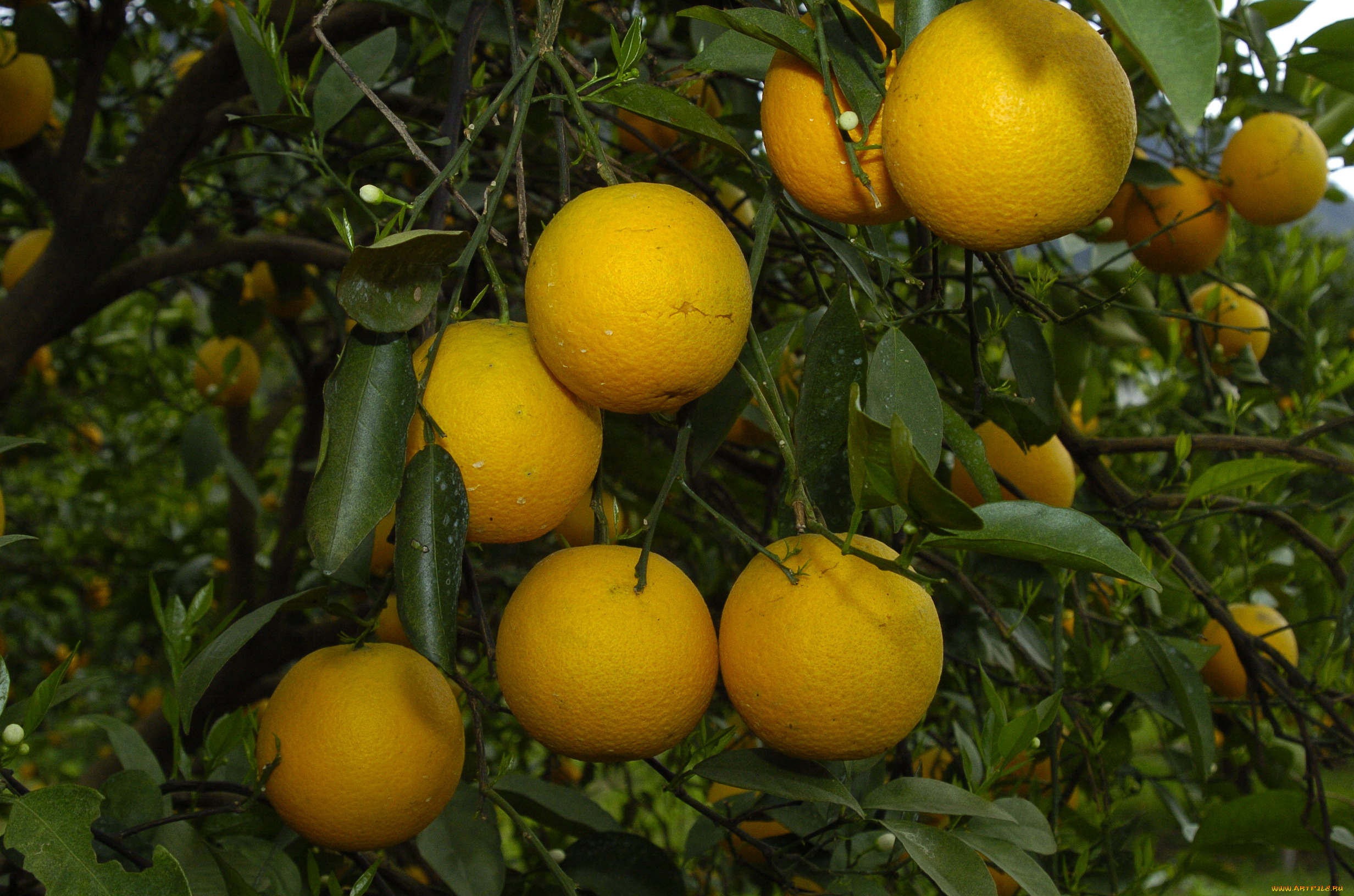 природа, плоды, апельсины