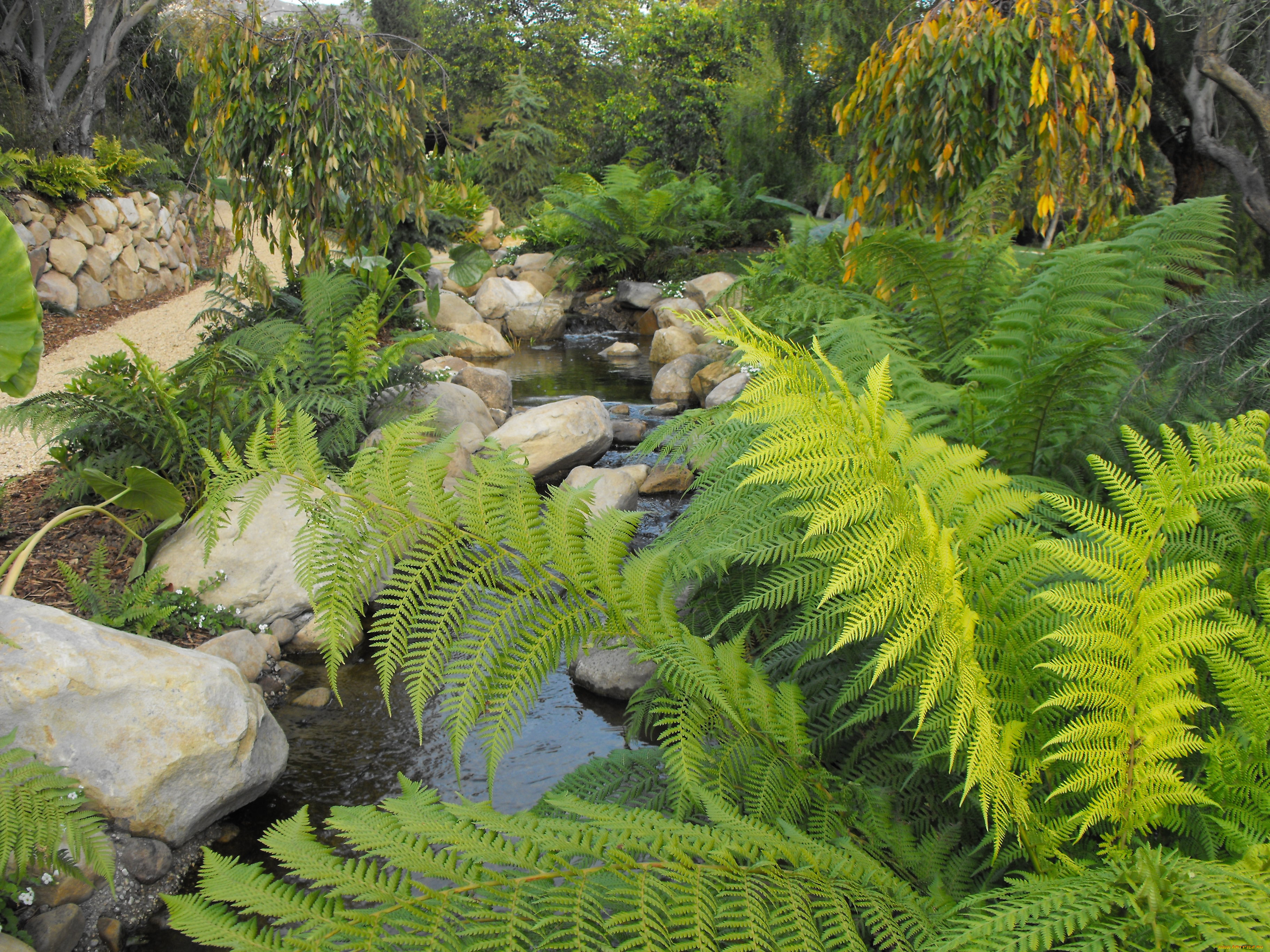 природа, реки, озера, папоротник, камни, ручей