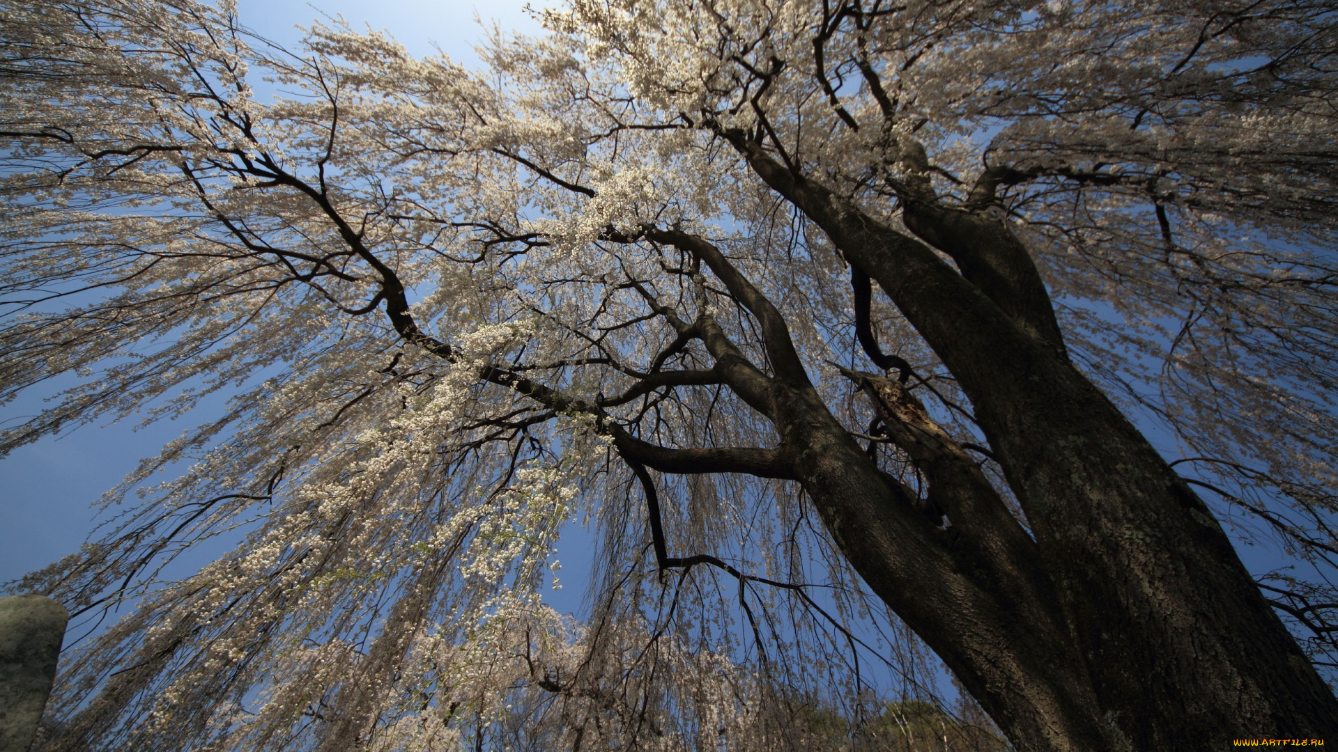 природа, деревья, небо, цветет, ветки, дерево