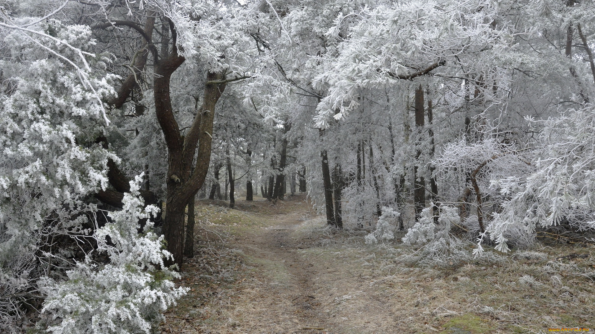 природа, дороги, деревья, иней