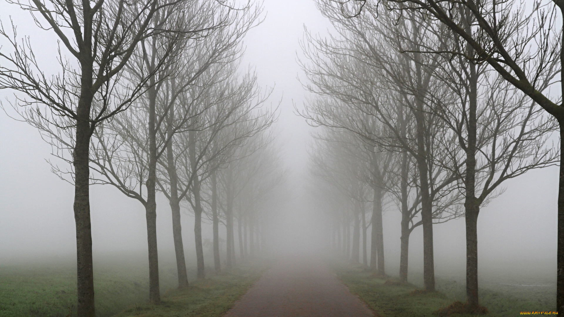 природа, дороги, туман, осень, деревья, ряд