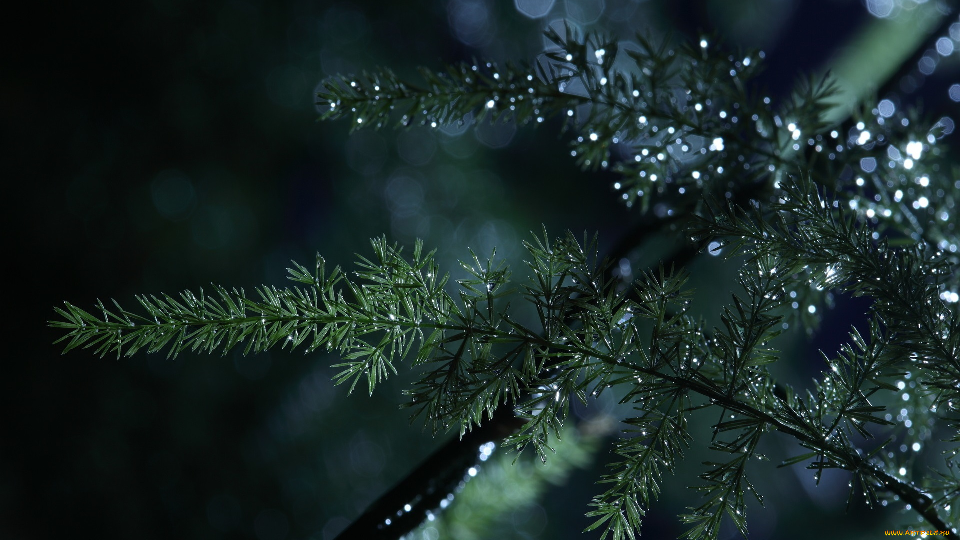 природа, макро, вода, капли, веточки, утро, роса