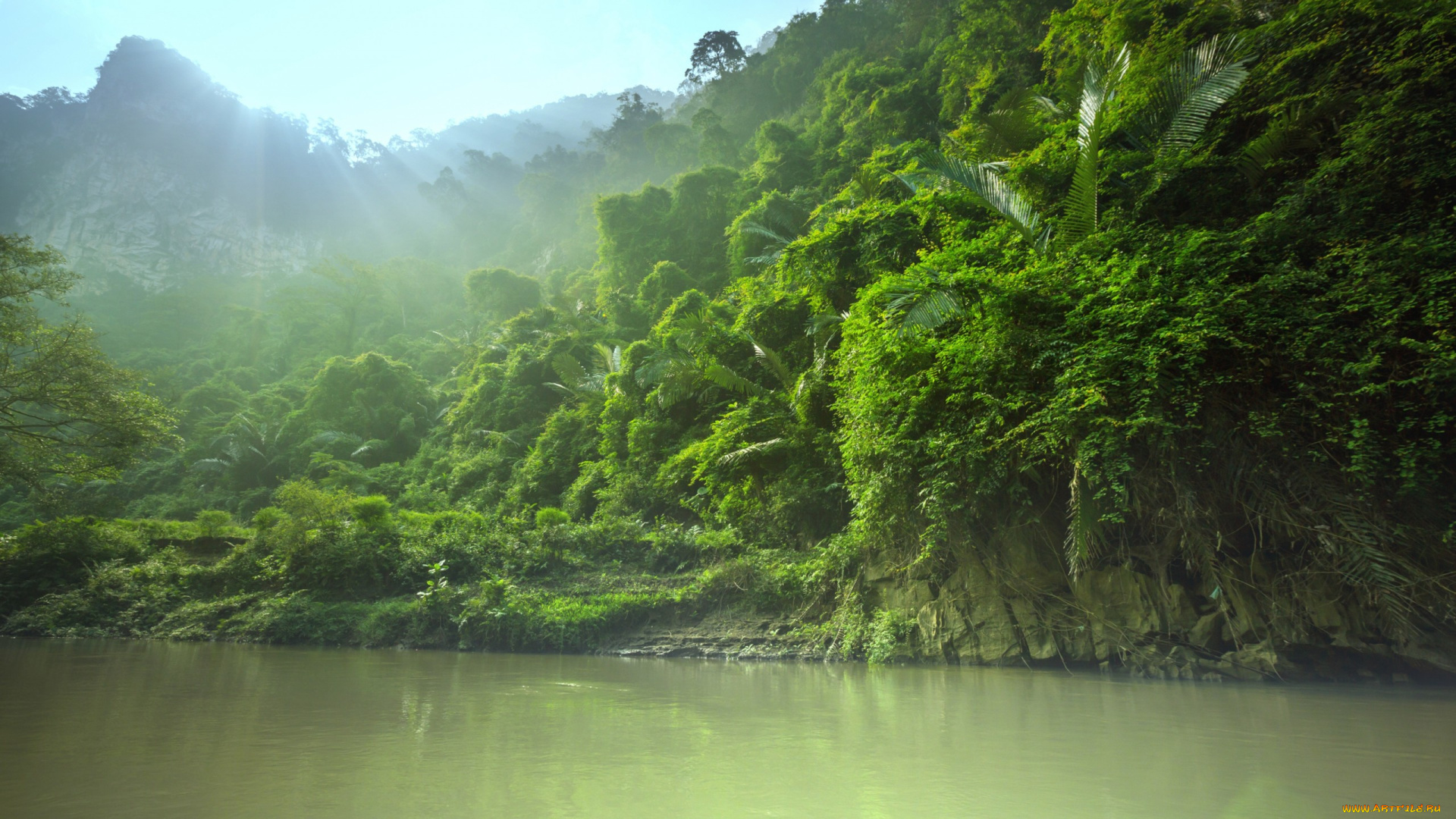 природа, реки, озера, деревья, зеленые, вода, листья, джунгли, небо