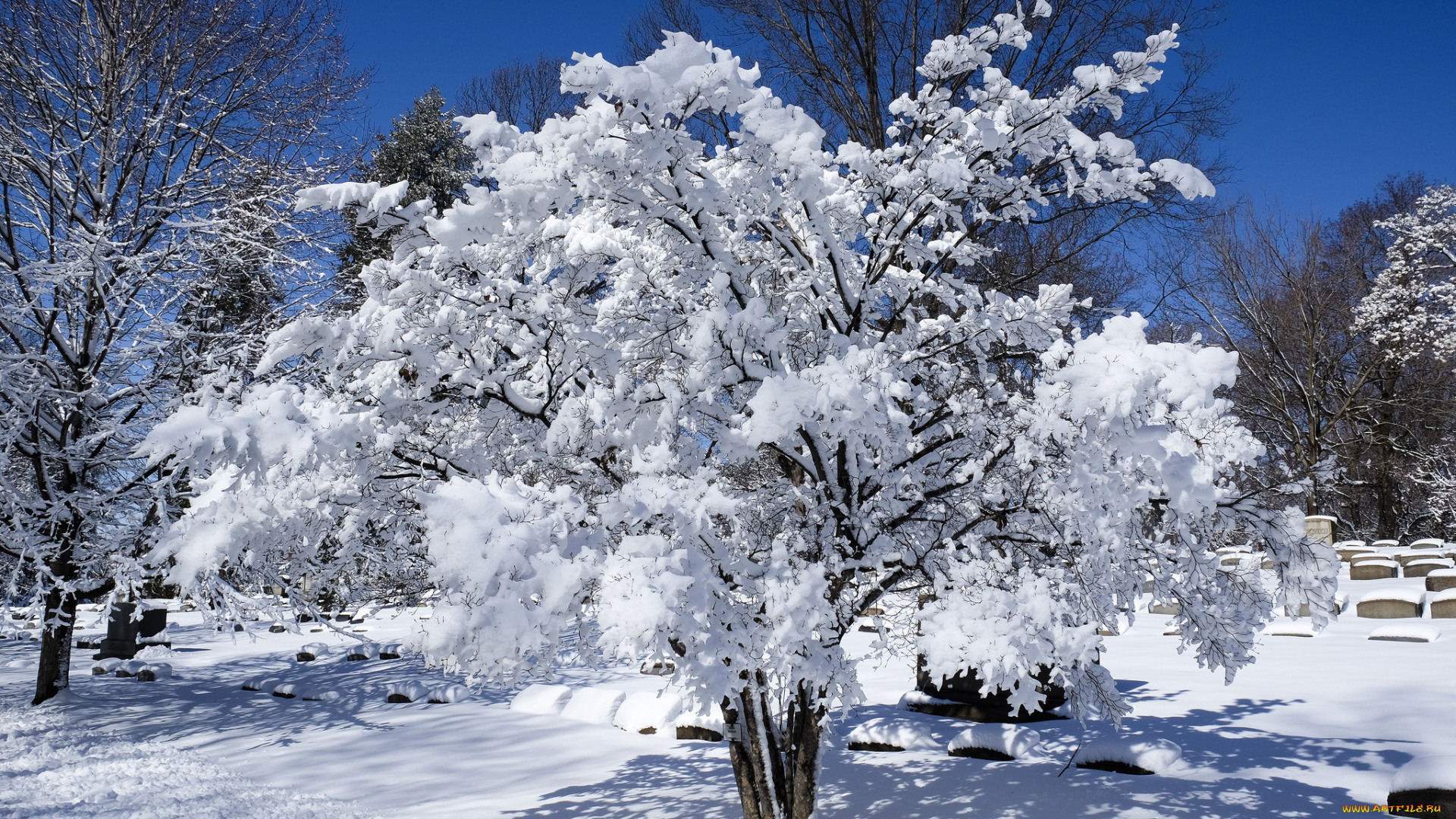 природа, зима, иней, деревья, мороз, холод, снег