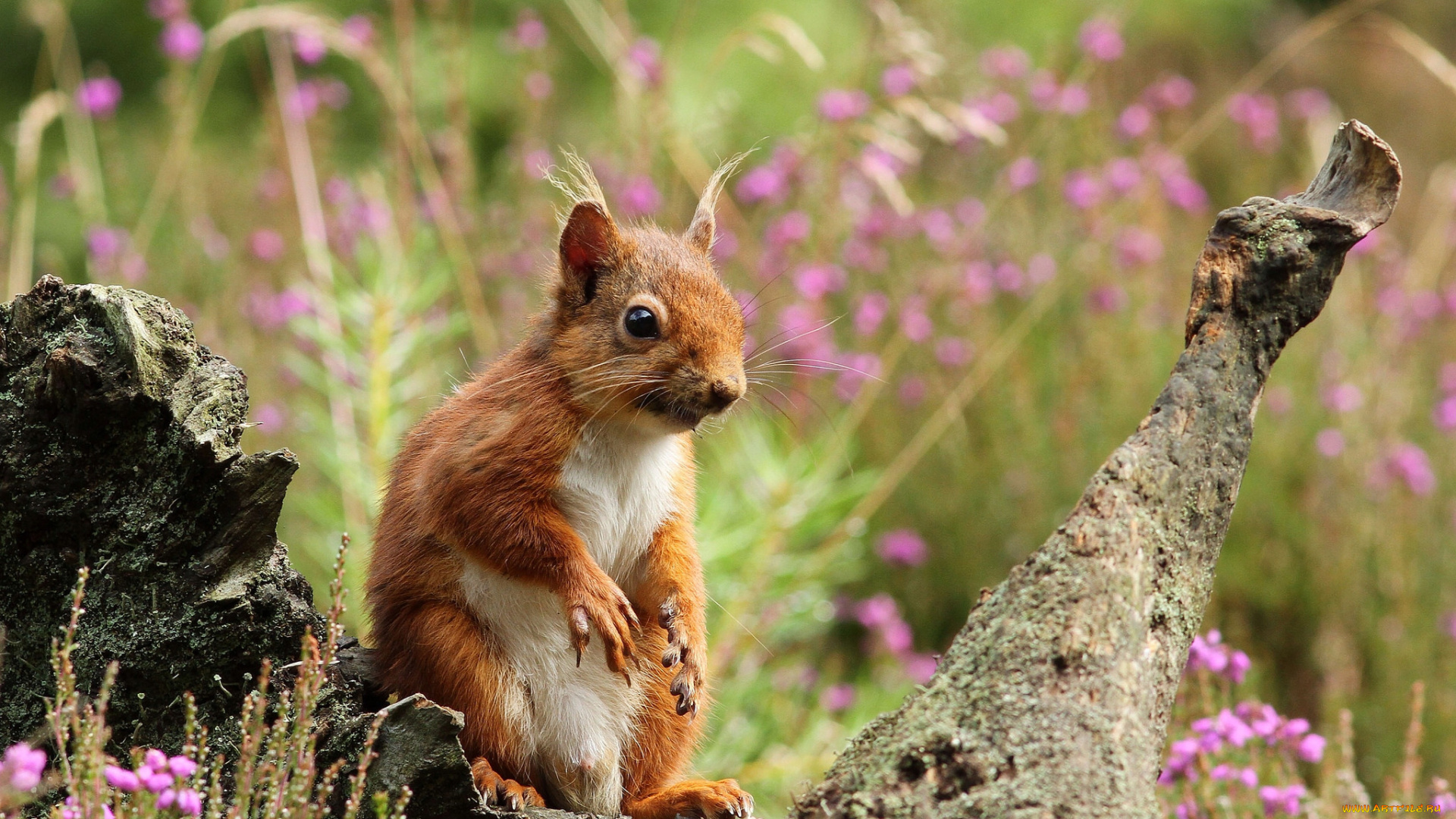 животные, белки, белка