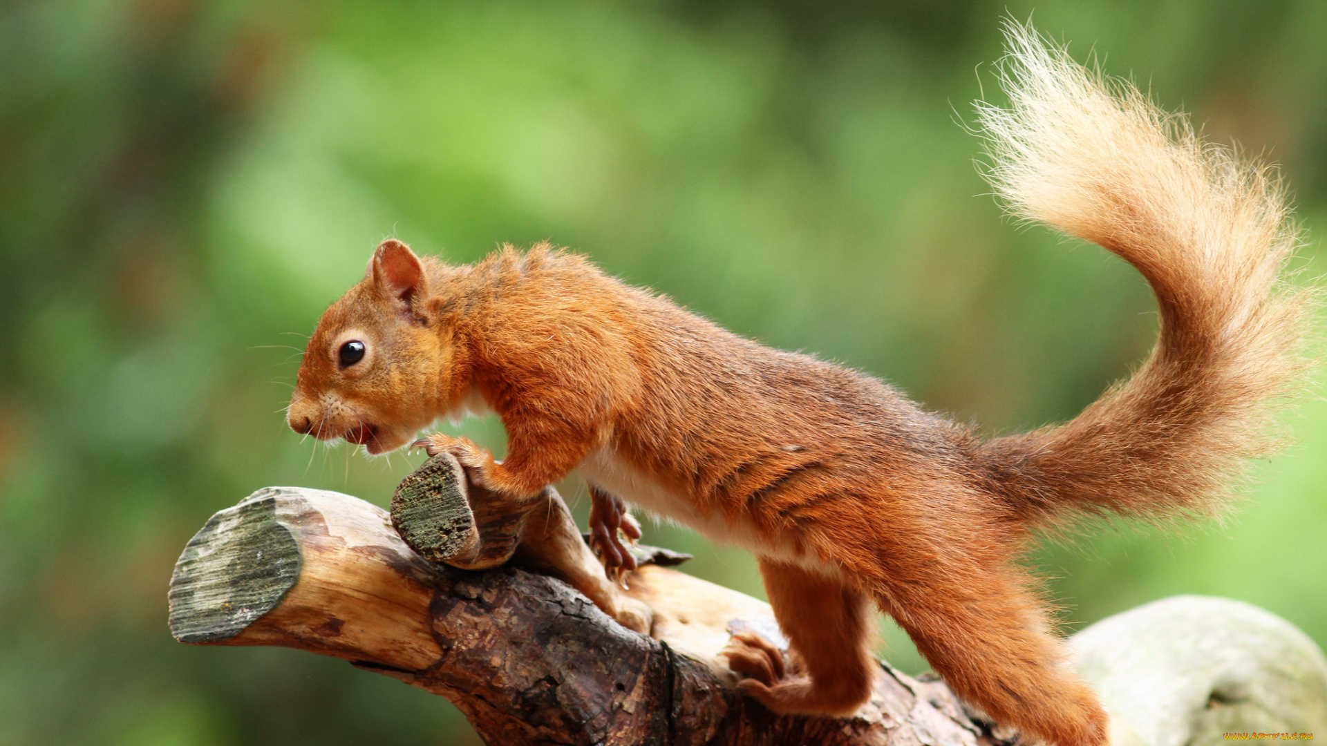 животные, белки, белка