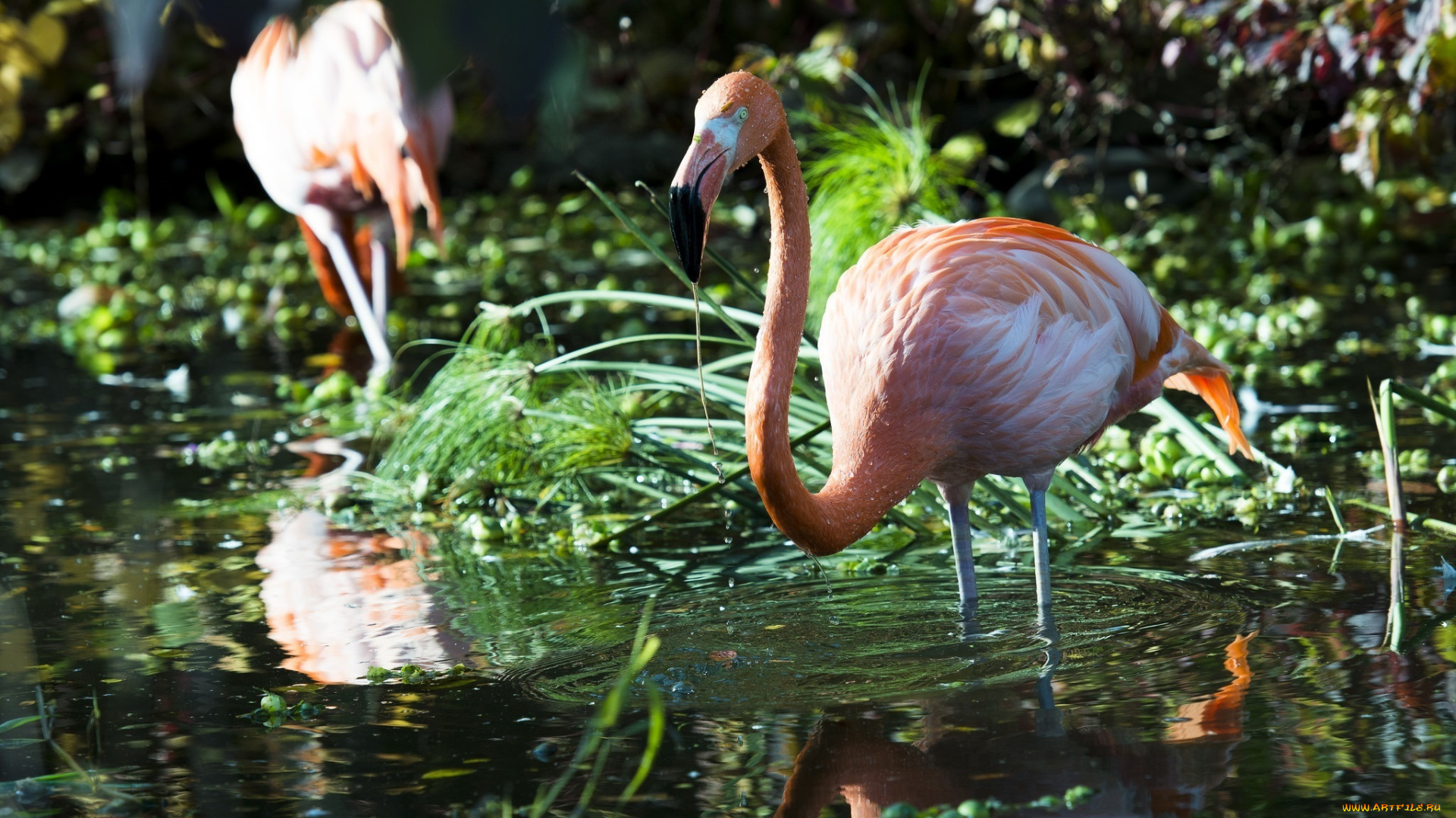 животные, фламинго, птица, водоём, заросли, грация
