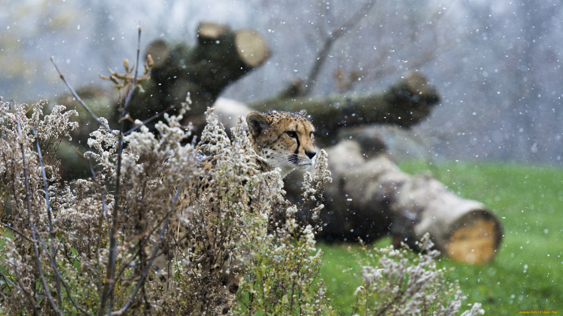 животные, гепарды, кошка, кустарник, маскировка, морда, снег, снегопад, недовольный