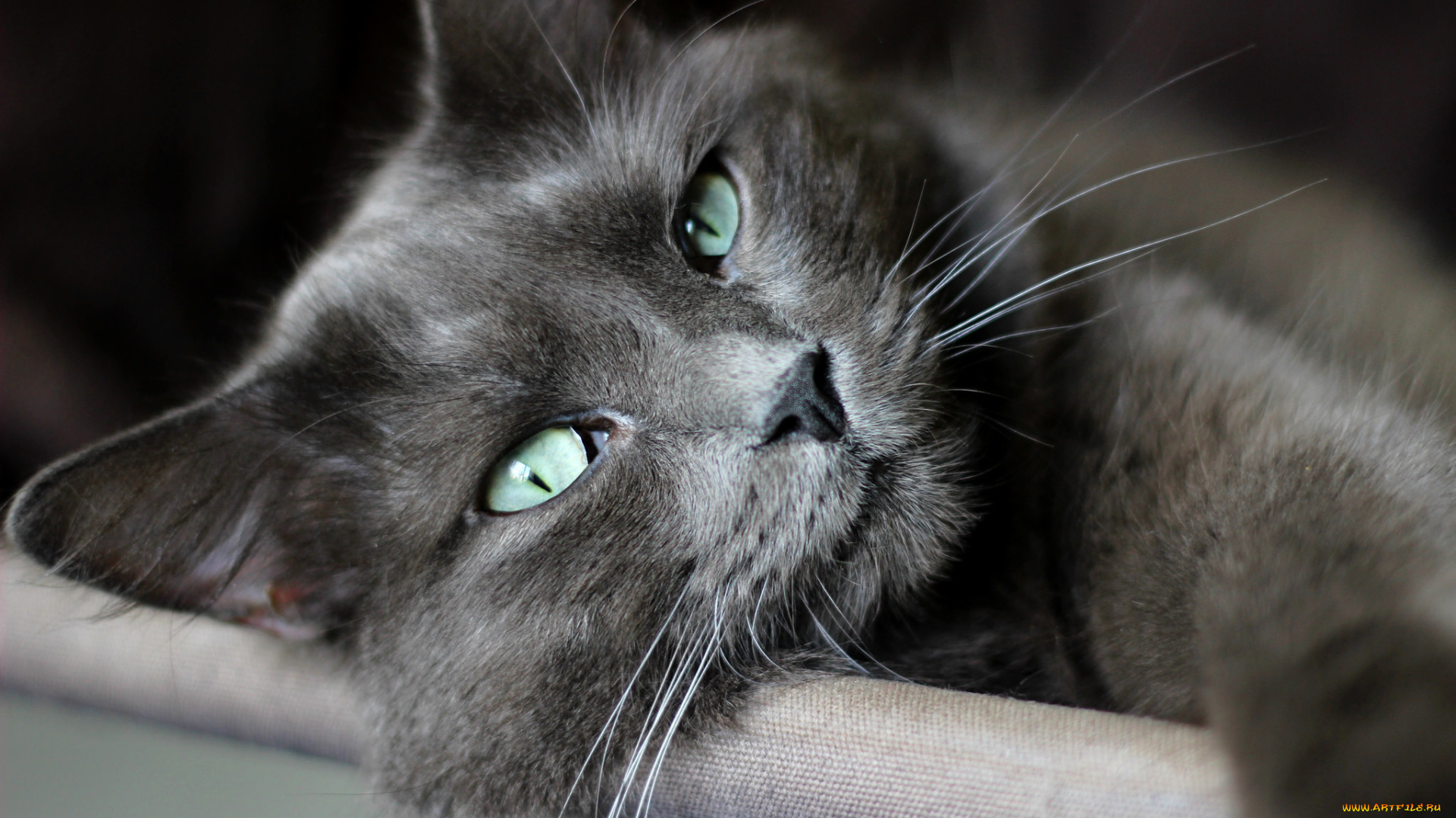 животные, коты, макро, усы, зеленые, глаза, лежит, кот, взгляд