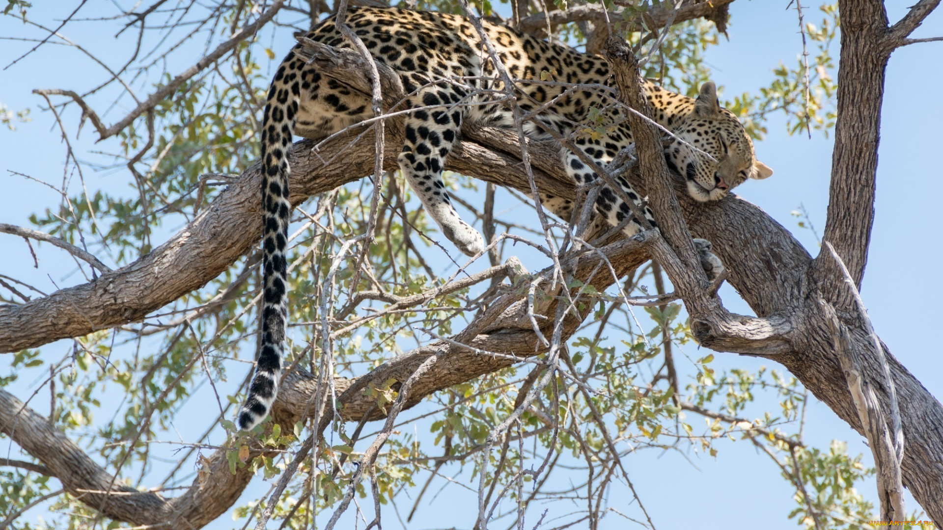 животные, леопарды, кошка, дерево, ветки, отдых, сон, хвост, африка