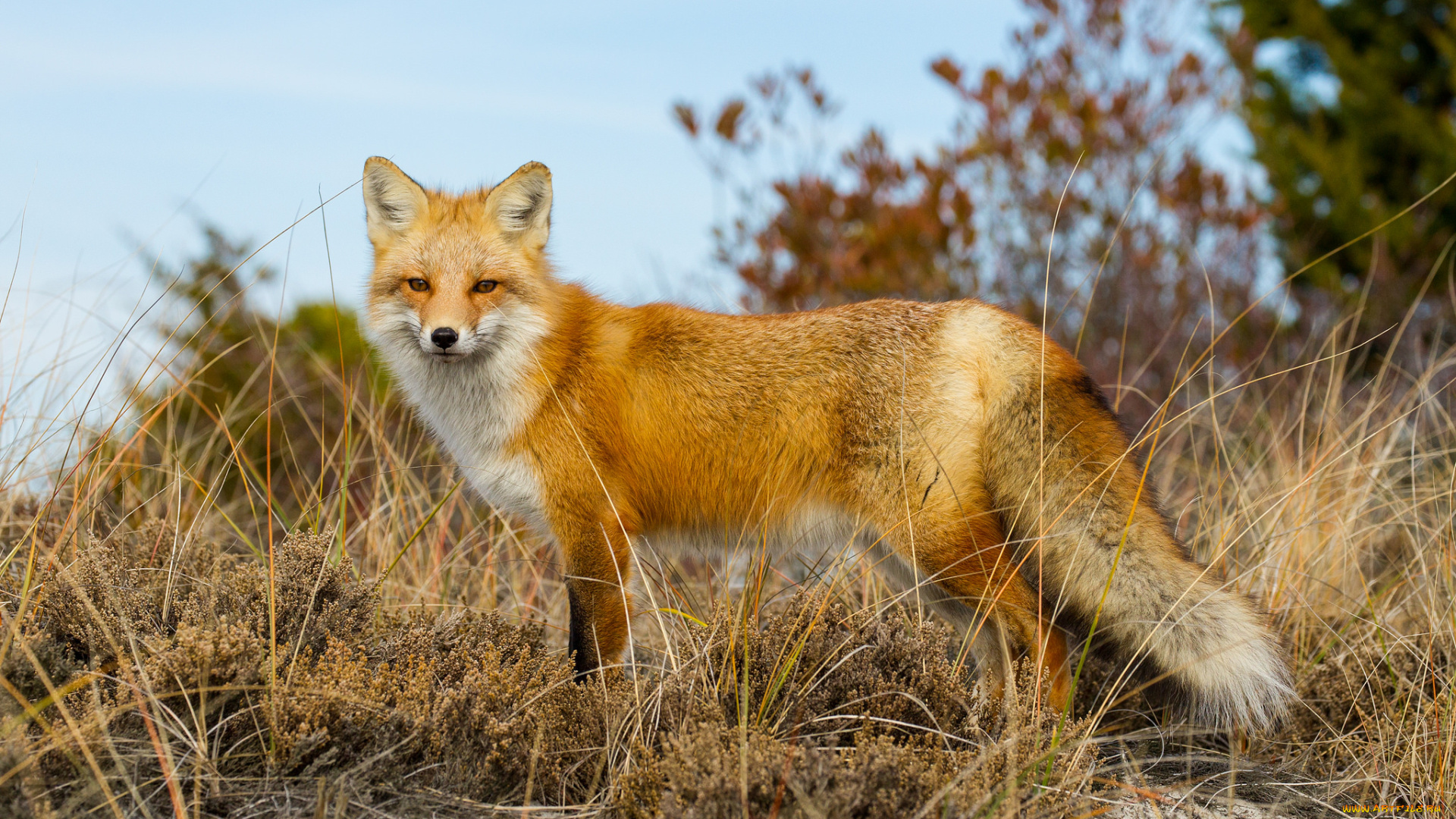 животные, лисы, лисичка