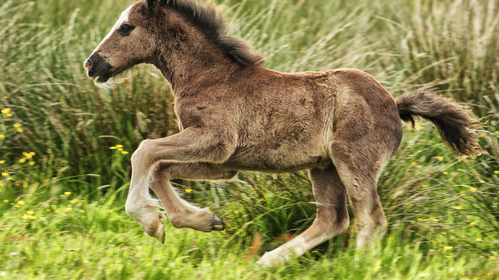 животные, лошади, жеребенок