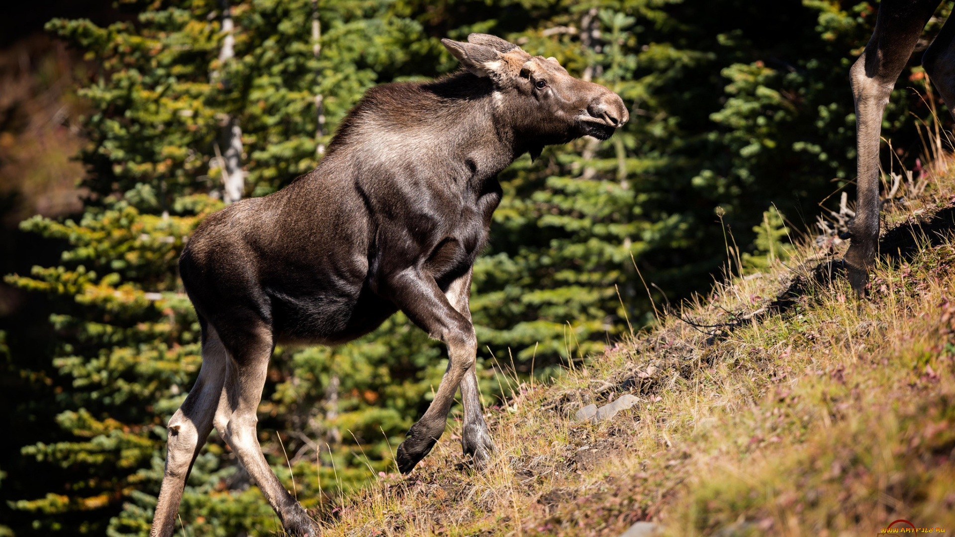 животные, лоси, лосиха, профиль, холм, склон, подъём