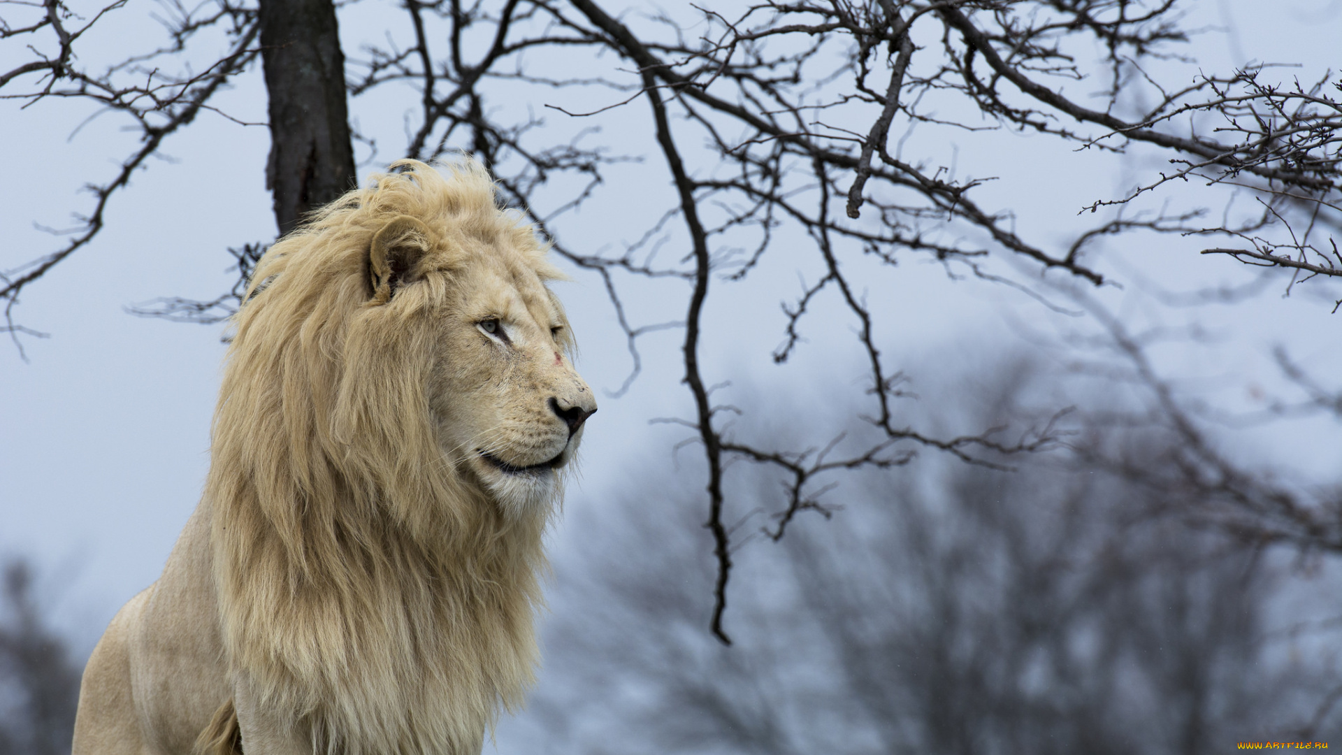 животные, львы, белый, грива, профиль, поза, ветки, дерево, небо
