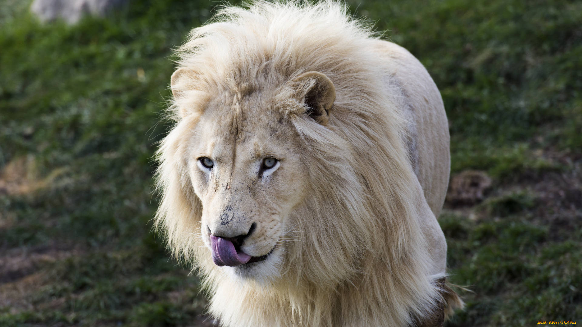 животные, львы, белый, кошка, морда, грива, язык, портрет