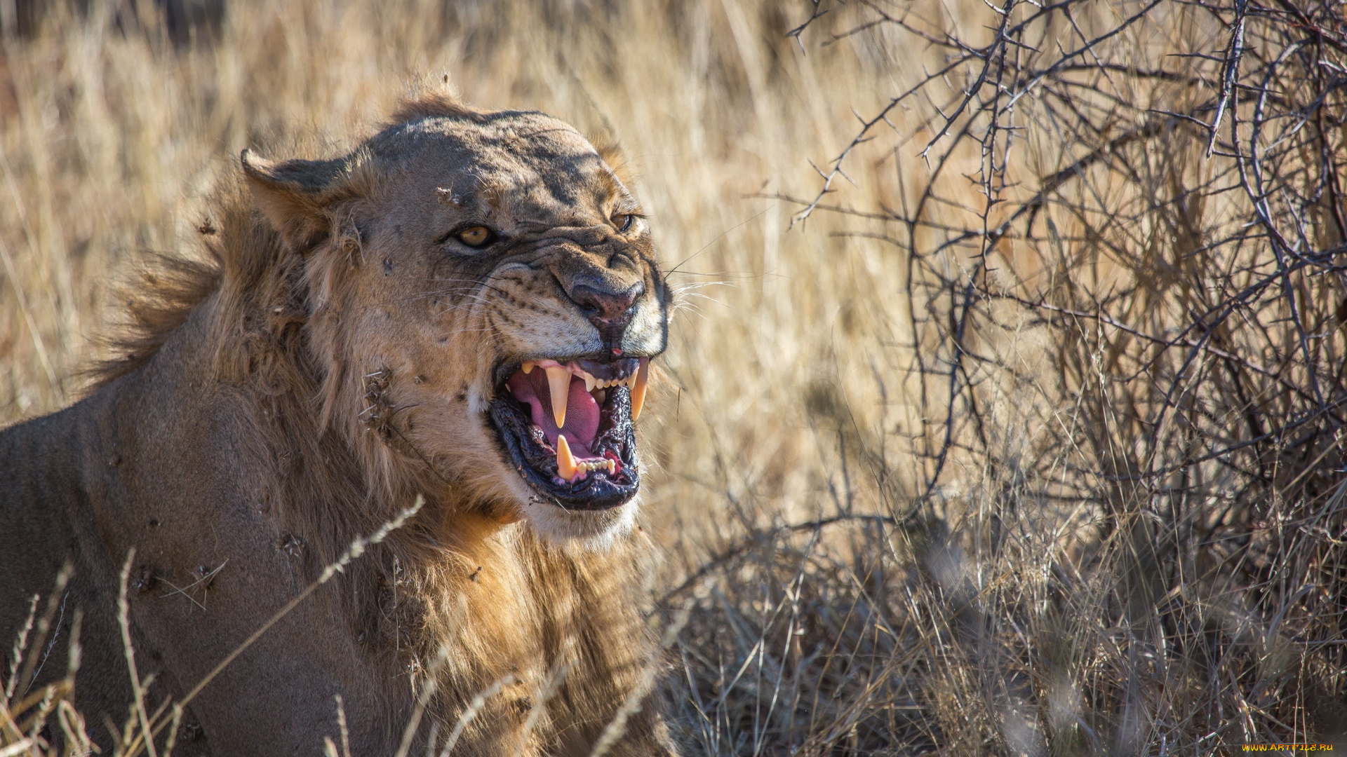 животные, львы, молодой, морда, оскал, пасть, клыки, угроза, ярость, злость, рык, грива, кустарник, африка