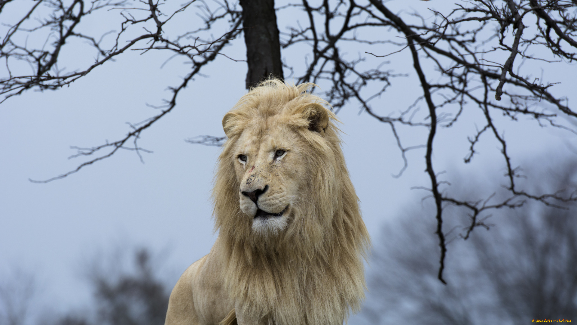 животные, львы, поза, морда, грива, белый, красавец