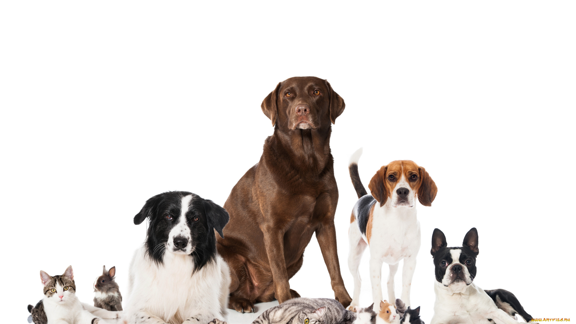 животные, разные, вместе, ретривер, бигль, вельш-корги, кардиган, собаки, кошки