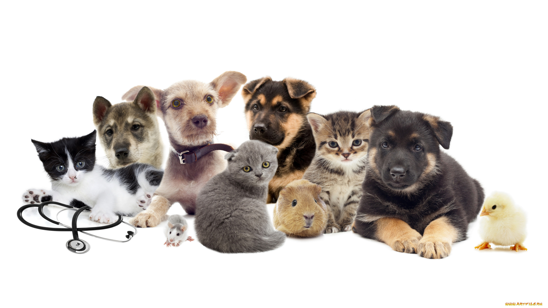 животные, разные, вместе, собаки, кошки, мышь, свинка, кролик